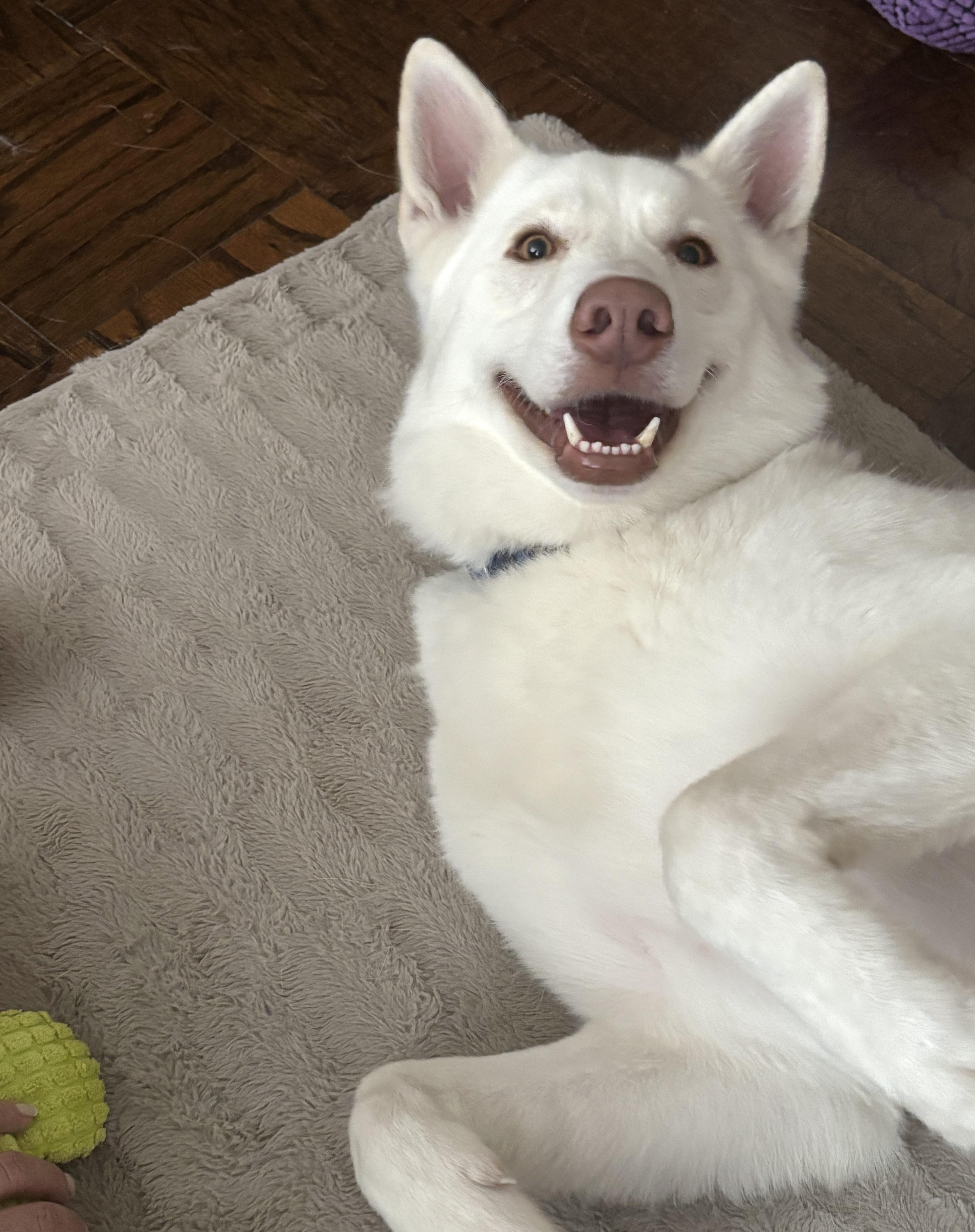Shiloh, a Adoptable German Shepherd Dog in Brooklyn, NY image 4/4