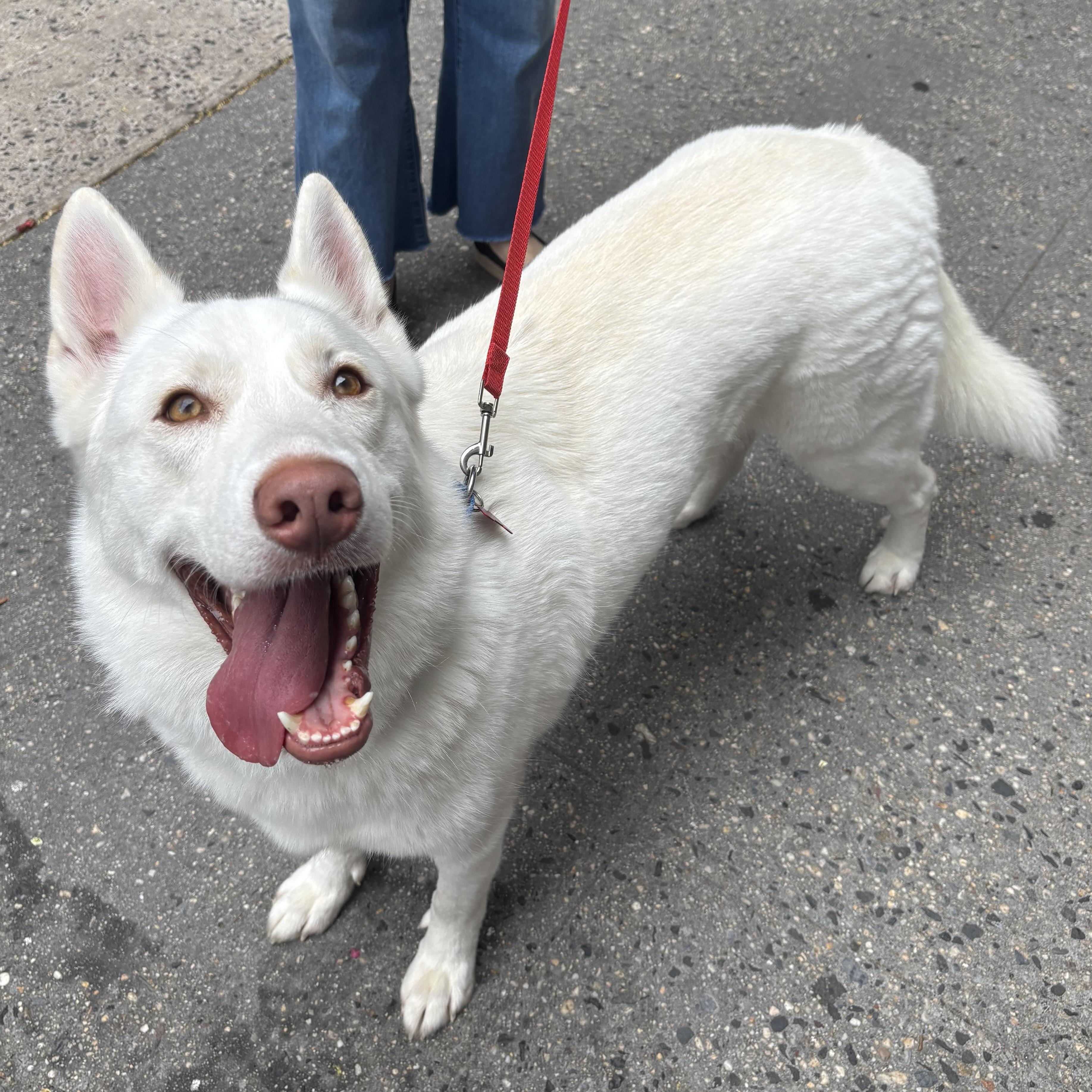 Shiloh, Adoptable, Adult Male German Shepherd Dog.