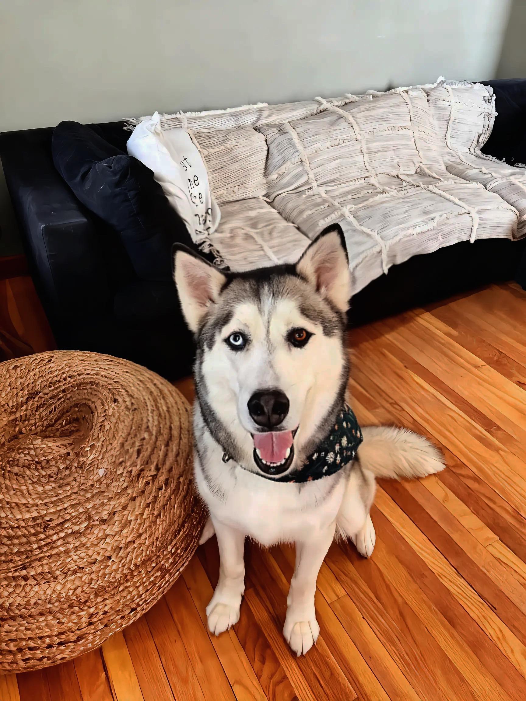 Enlarge Clyde, a ADOPTABLE Siberian Husky in Lehigh Valley, PA image 1/3