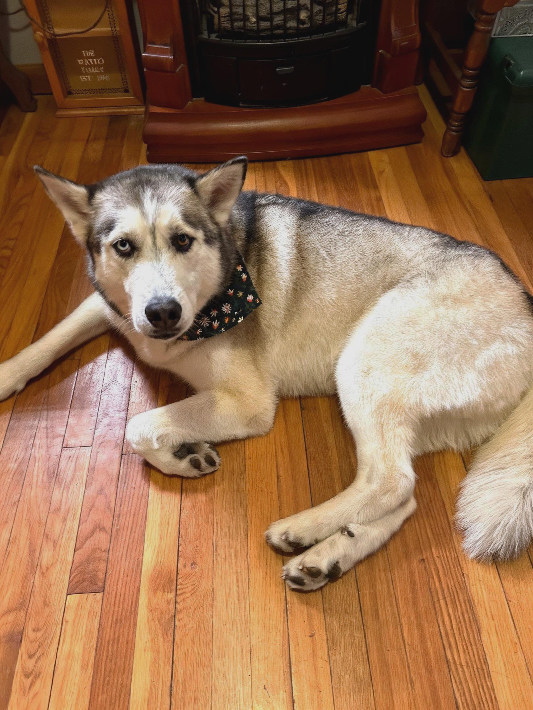 Enlarge Clyde, a ADOPTABLE Siberian Husky in Lehigh Valley, PA image 2/3