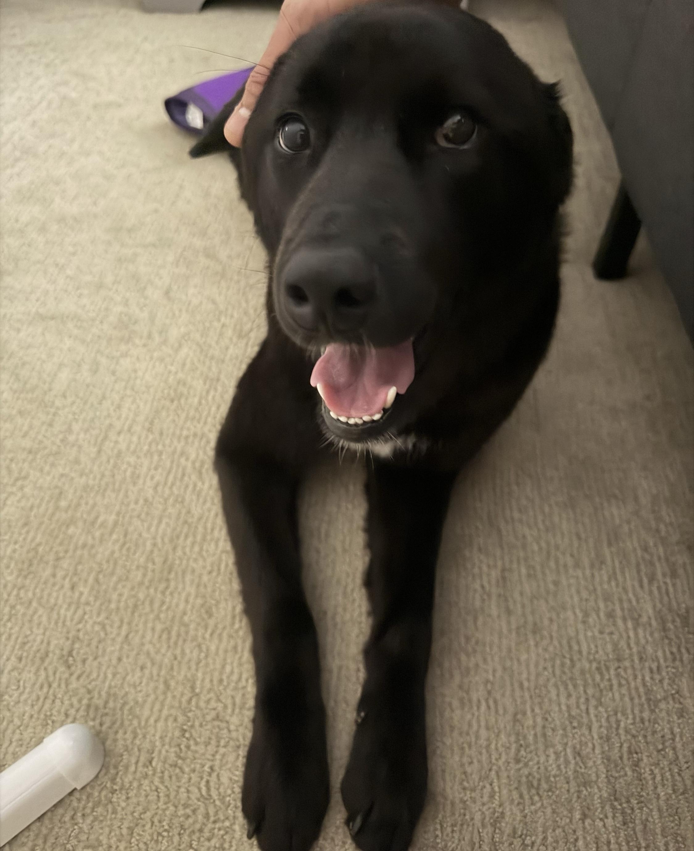 Enlarge ADELE, a ADOPTABLE mixed breed in Centreville, VA image 2/6