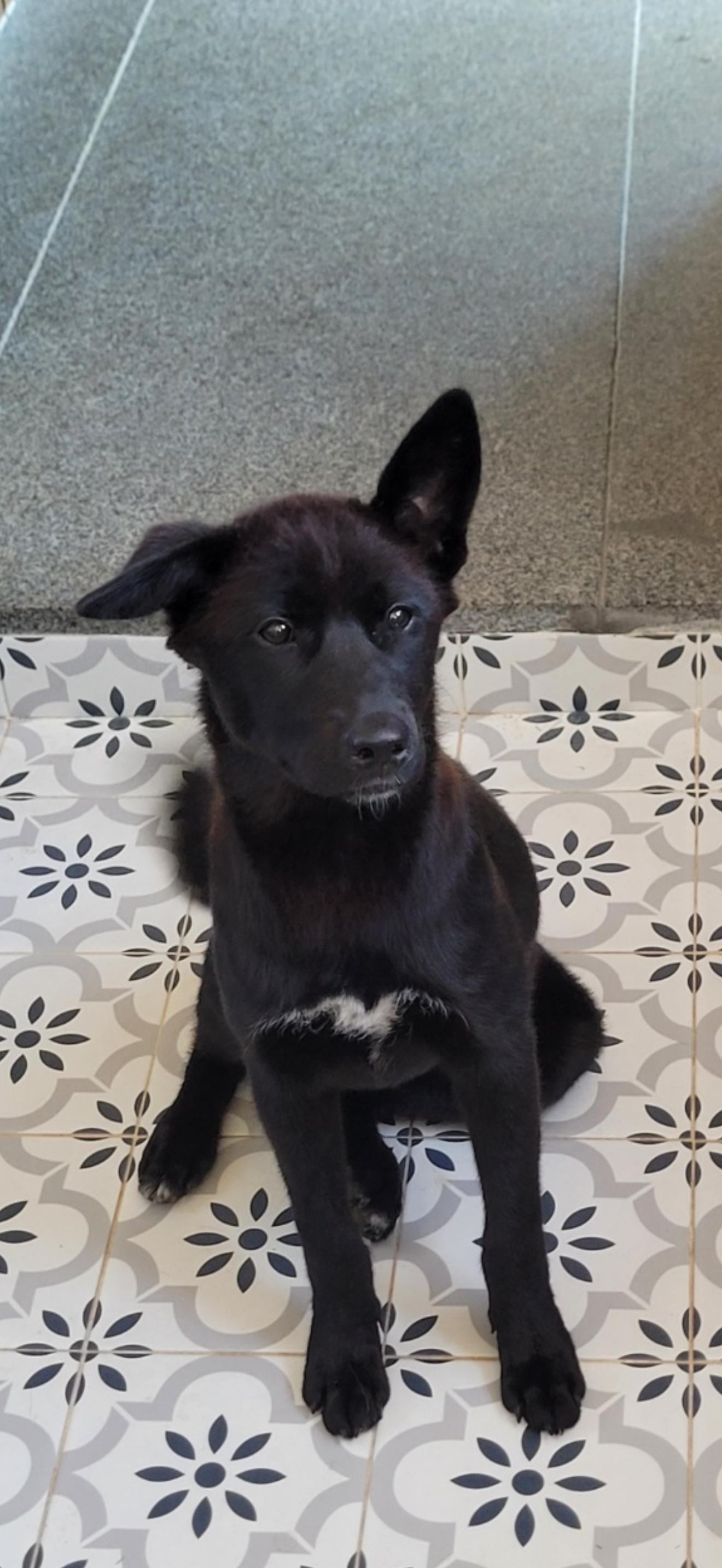ADELE, ADOPTABLE, Young Female Jindo.