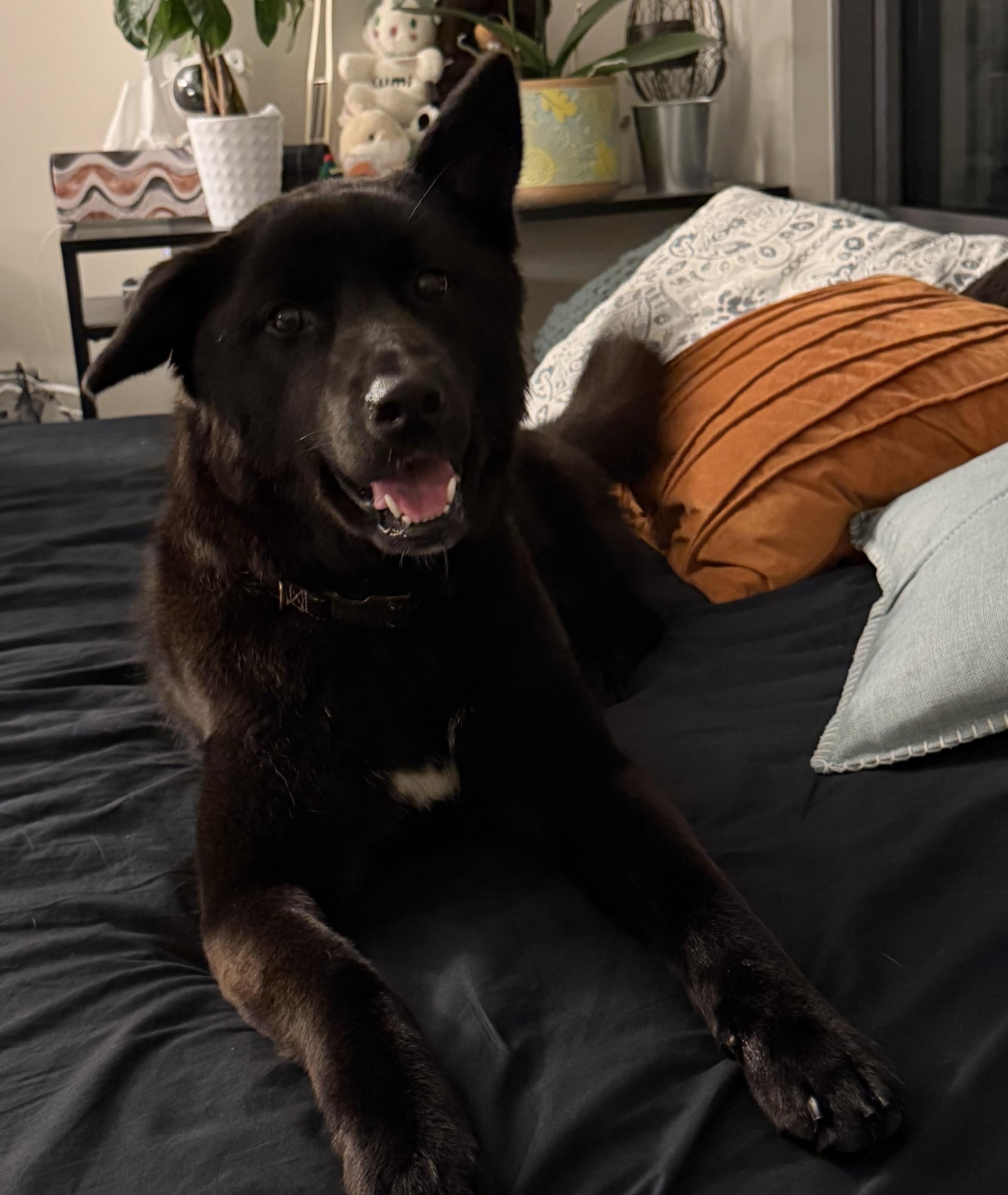 Enlarge ADELE, a ADOPTABLE mixed breed in Centreville, VA image 4/6