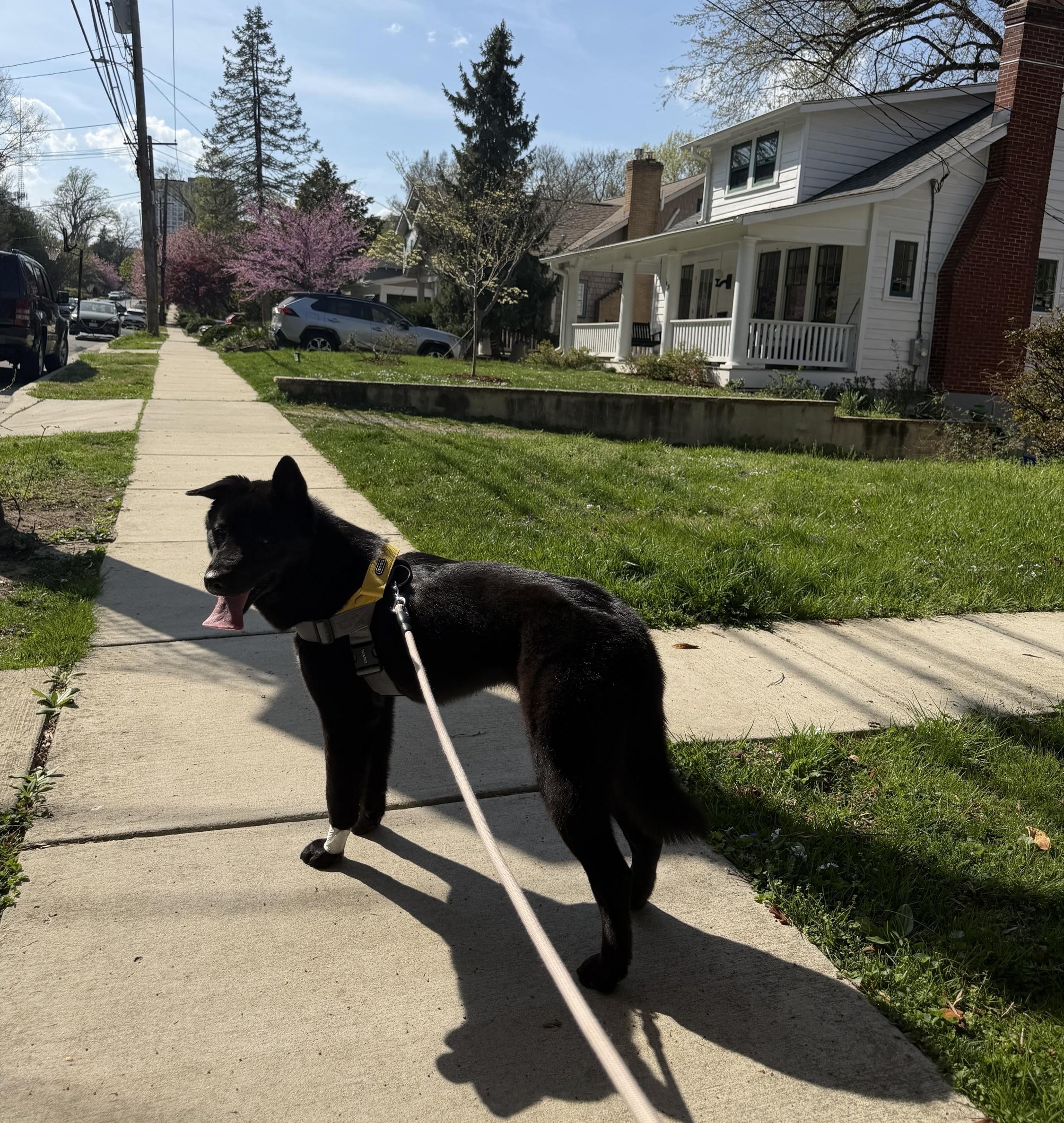 Enlarge ADELE, a ADOPTABLE mixed breed in Centreville, VA image 3/6