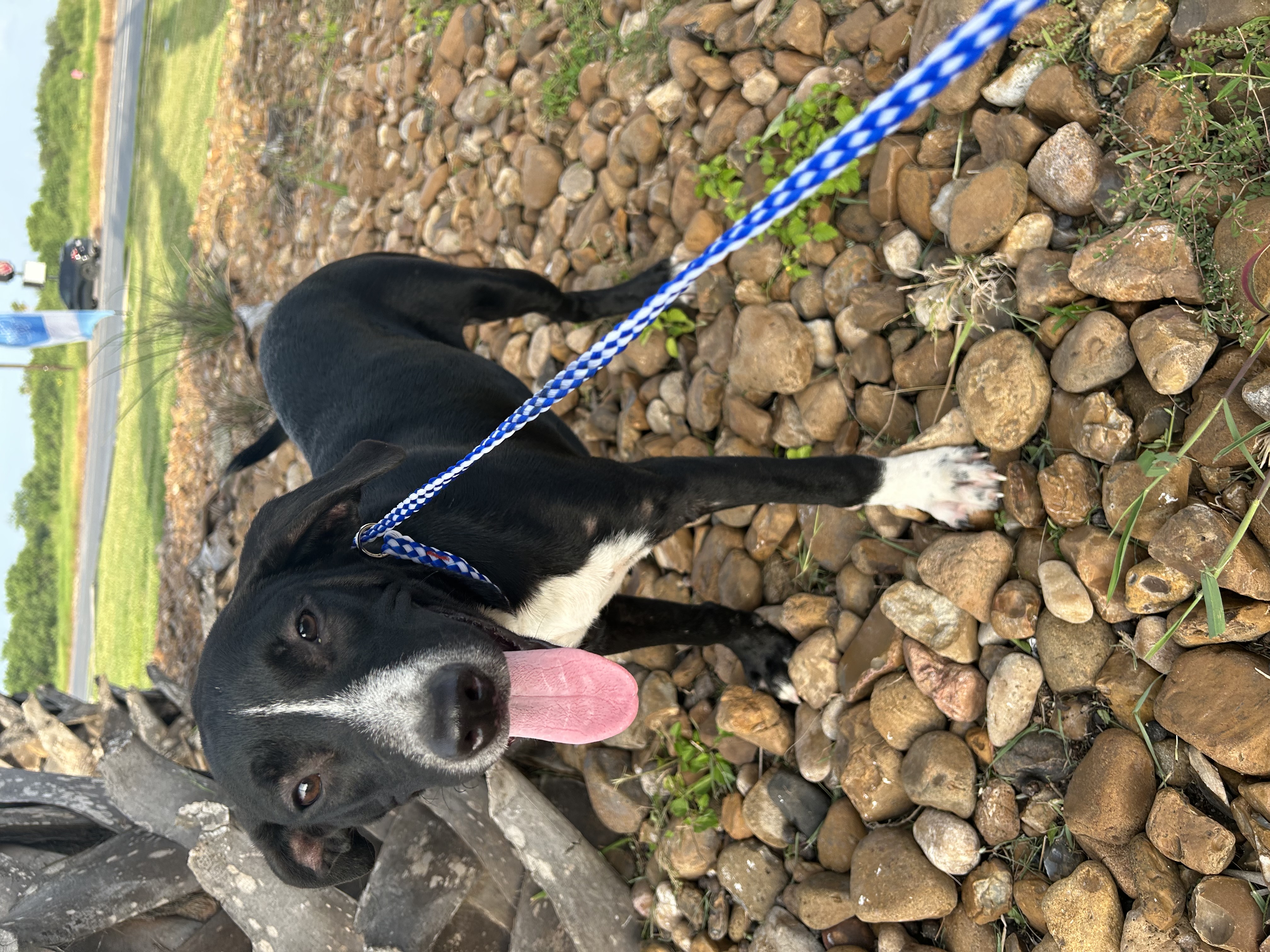 Enlarge Brewster, a Adoptable Labrador Retriever in Boise , ID image 1/4