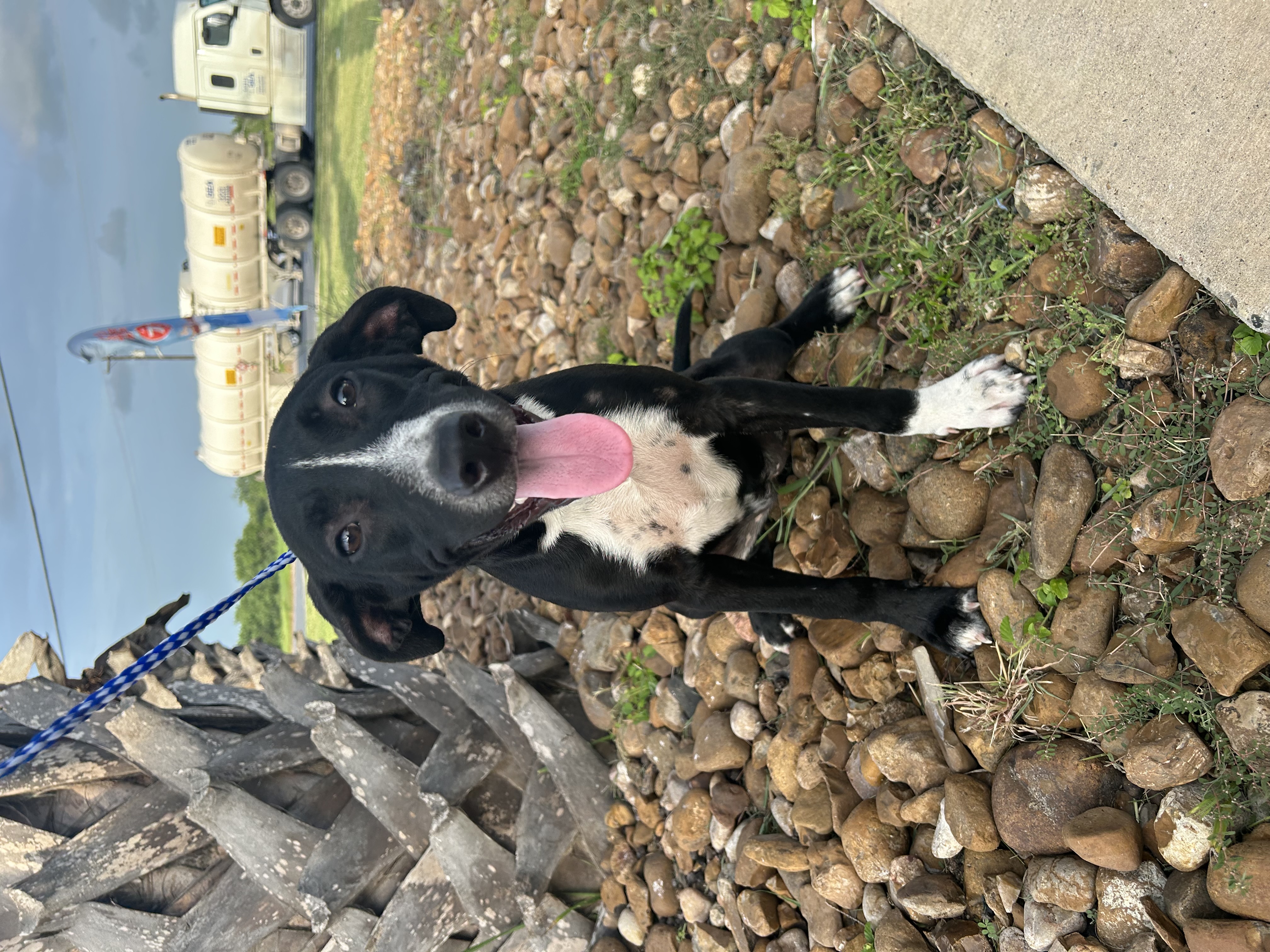 Enlarge Brewster, a Adoptable Labrador Retriever in Boise , ID image 2/4
