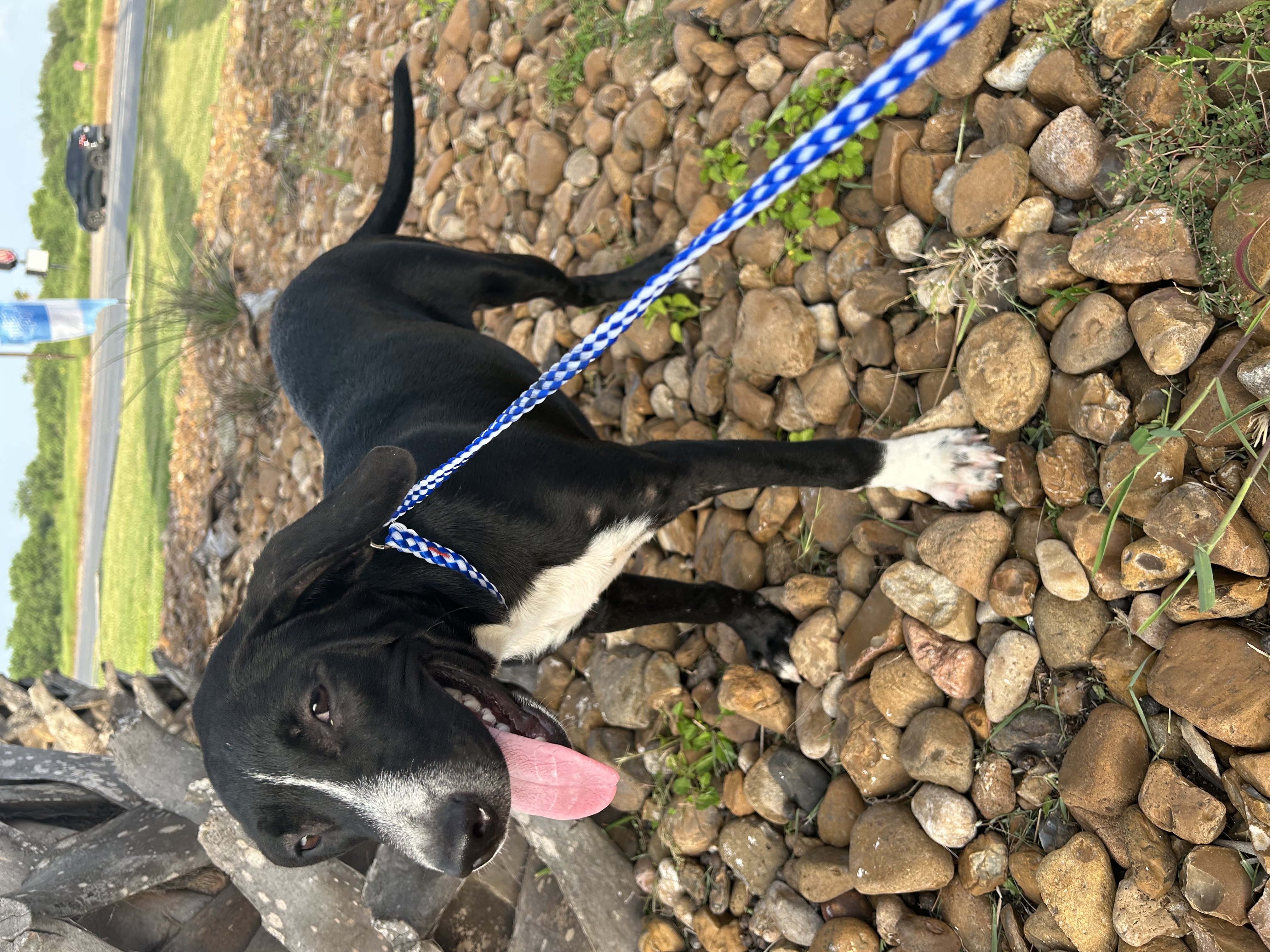 Enlarge Brewster, a Adoptable Labrador Retriever in Boise , ID image 4/4
