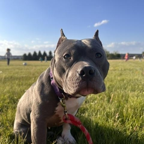 Enlarge Violet, an adopted Pit Bull Terrier in Cary, IL image 3/3