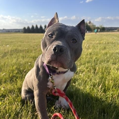 Enlarge Violet, an adopted Pit Bull Terrier in Cary, IL image 1/3
