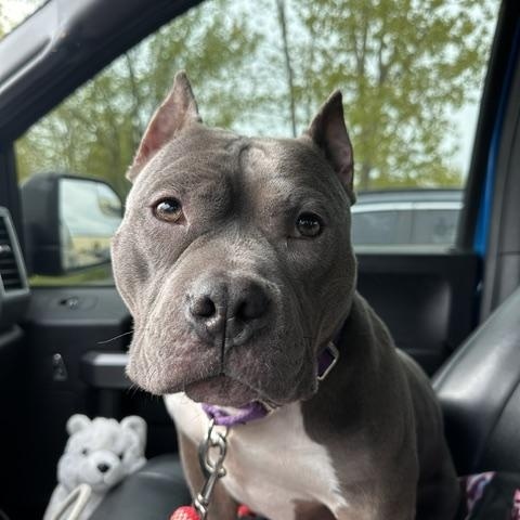 Enlarge Violet, an adopted Pit Bull Terrier in Cary, IL image 2/3