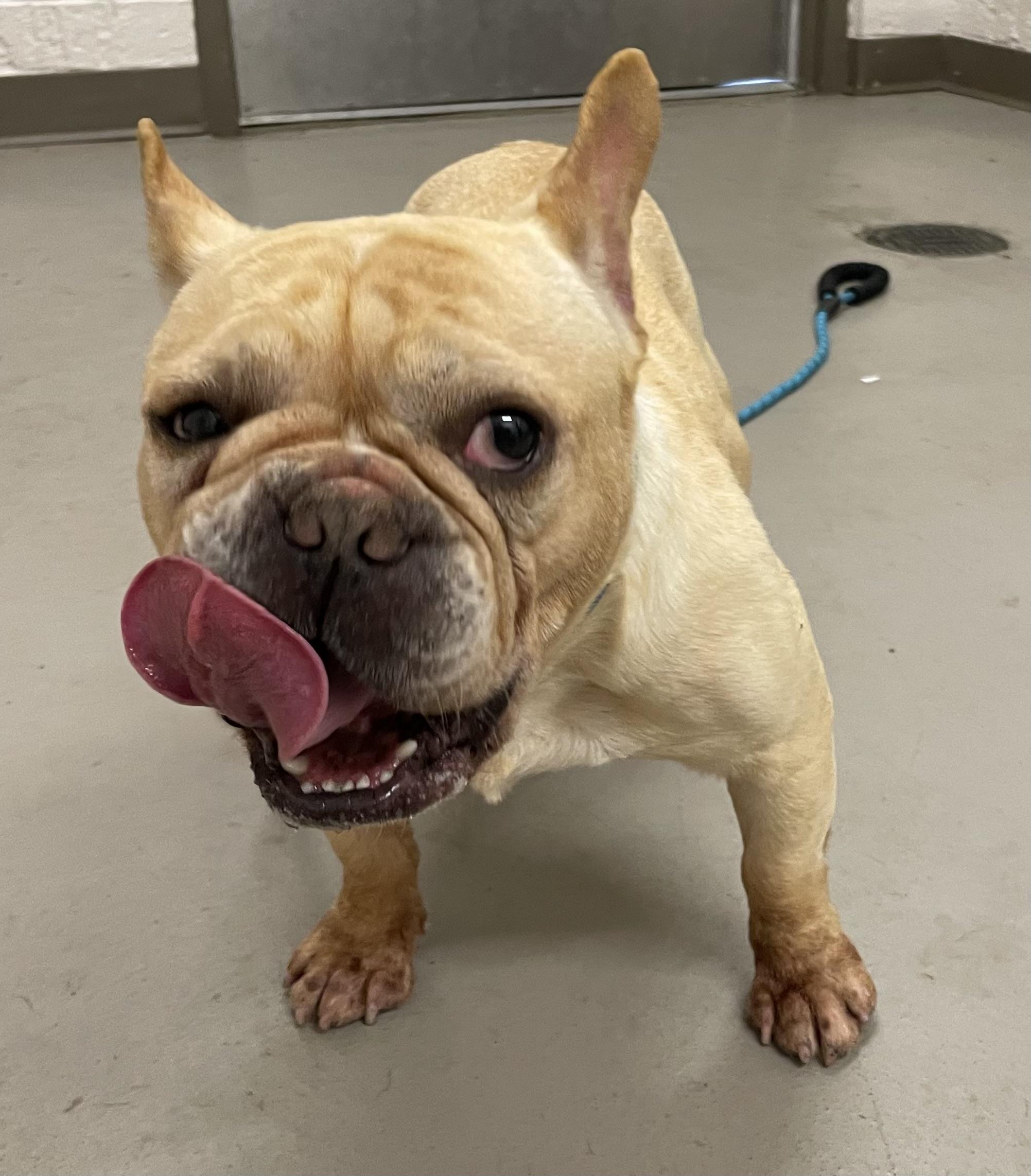 Wheezy ADOPTED, an adopted French Bulldog in Canton, OH image 3/4
