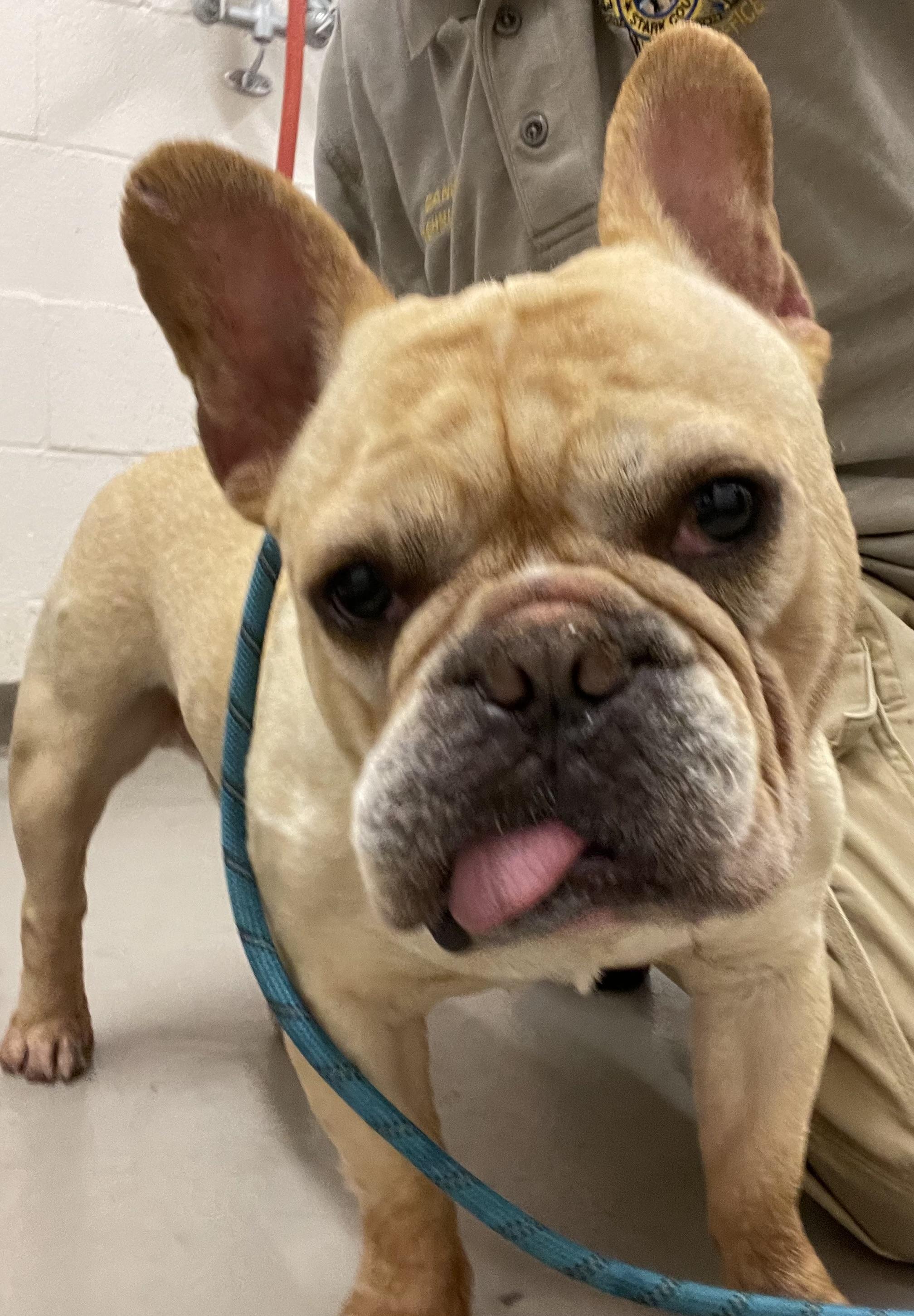 Wheezy ADOPTED, an adopted French Bulldog in Canton, OH image 2/4