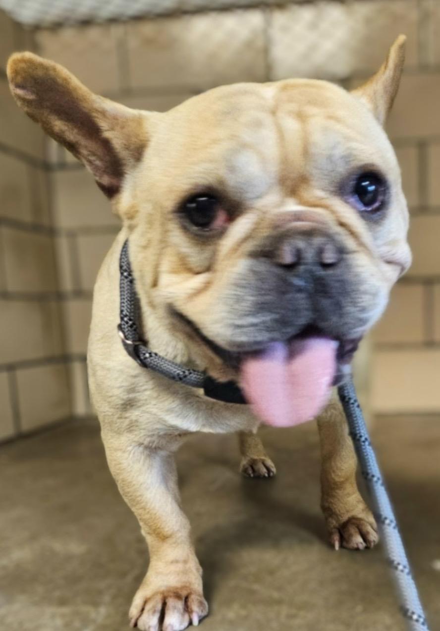 Wheezy ADOPTED, an adopted French Bulldog in Canton, OH image 4/4