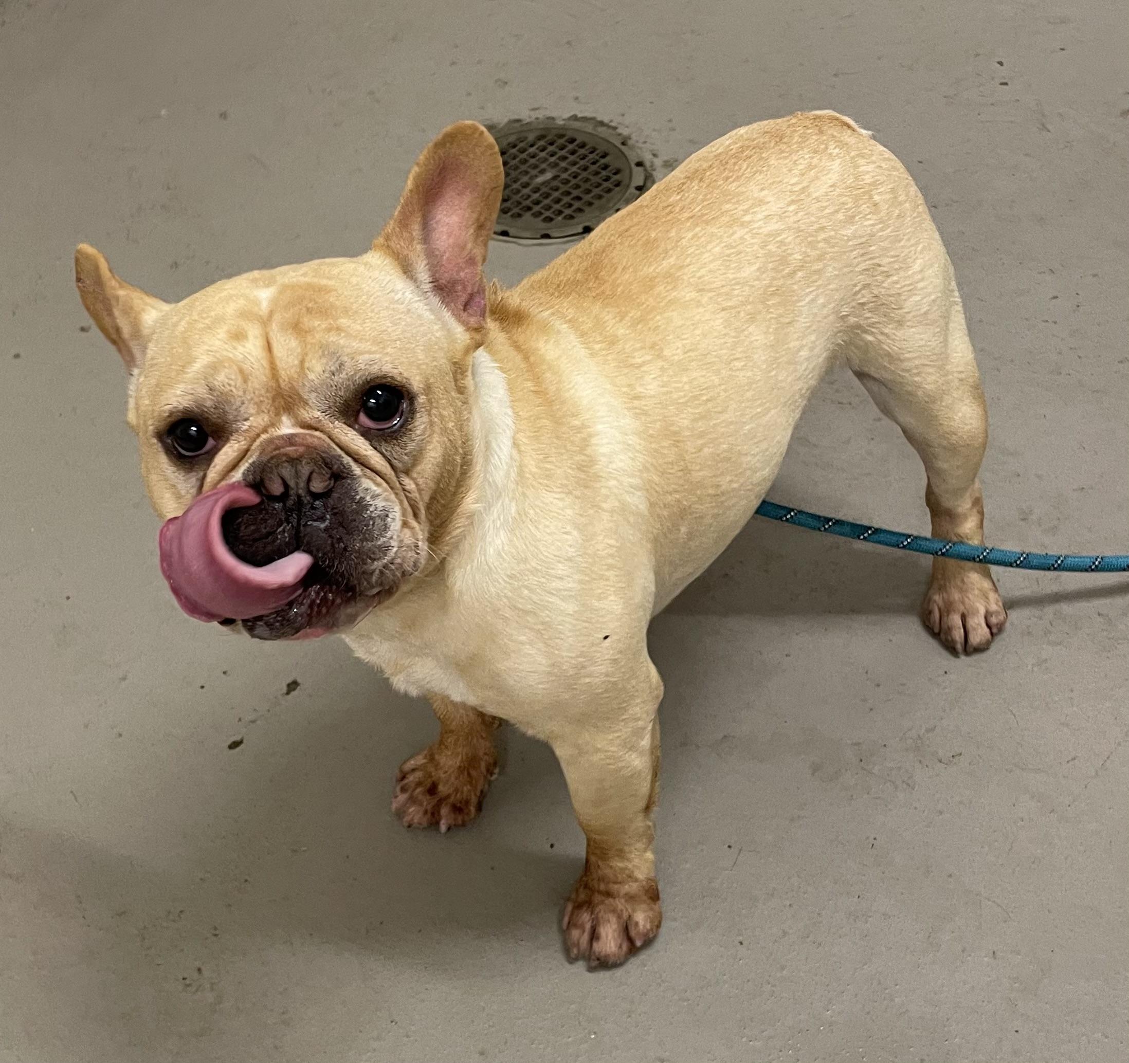 Wheezy ADOPTED, an adopted French Bulldog in Canton, OH image 1/4