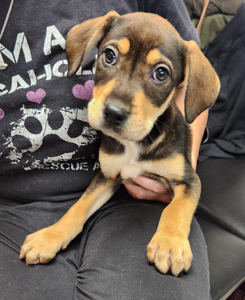 Duncan, Adoptable, Puppy Male Rottweiler.