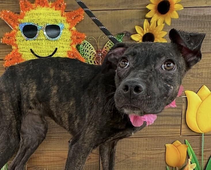 Star, a Adoptable mixed breed in Washington, DC image 1/4