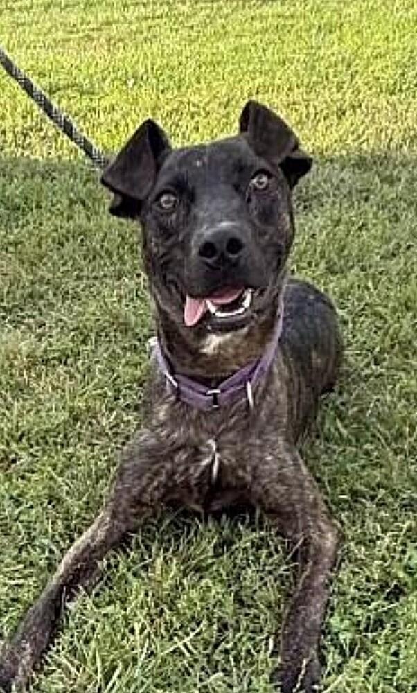 Star, a Adoptable mixed breed in Washington, DC image 2/4