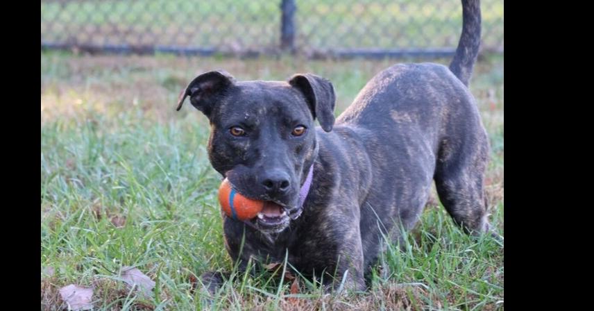 Enlarge Star, a Adoptable mixed breed in Washington, DC image 3/5