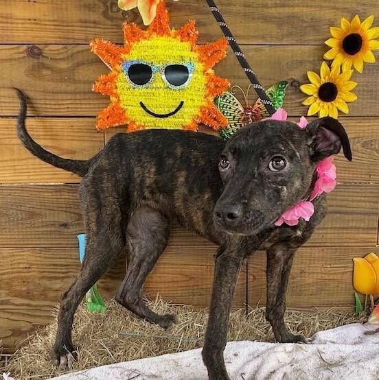 Star, a Adoptable mixed breed in Washington, DC image 3/4