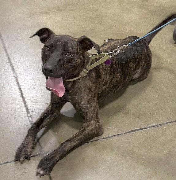 Enlarge Star, a Adoptable mixed breed in Washington, DC image 4/5