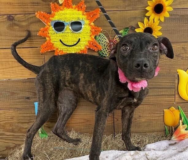 Star, a Adoptable mixed breed in Washington, DC image 4/4