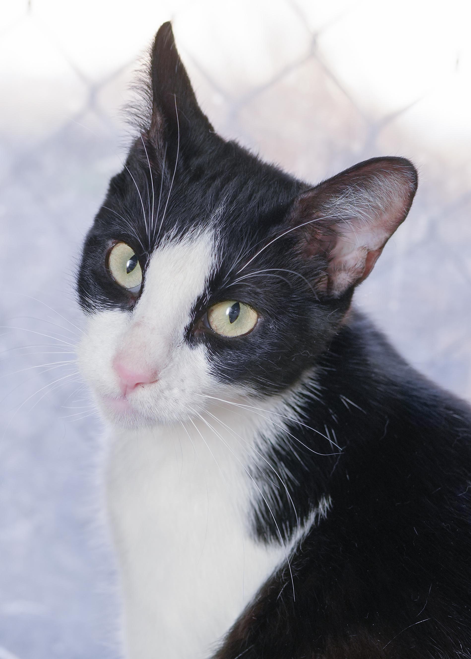 Enlarge Regina, a ADOPTABLE Domestic Short Hair in Boise, ID image 2/4