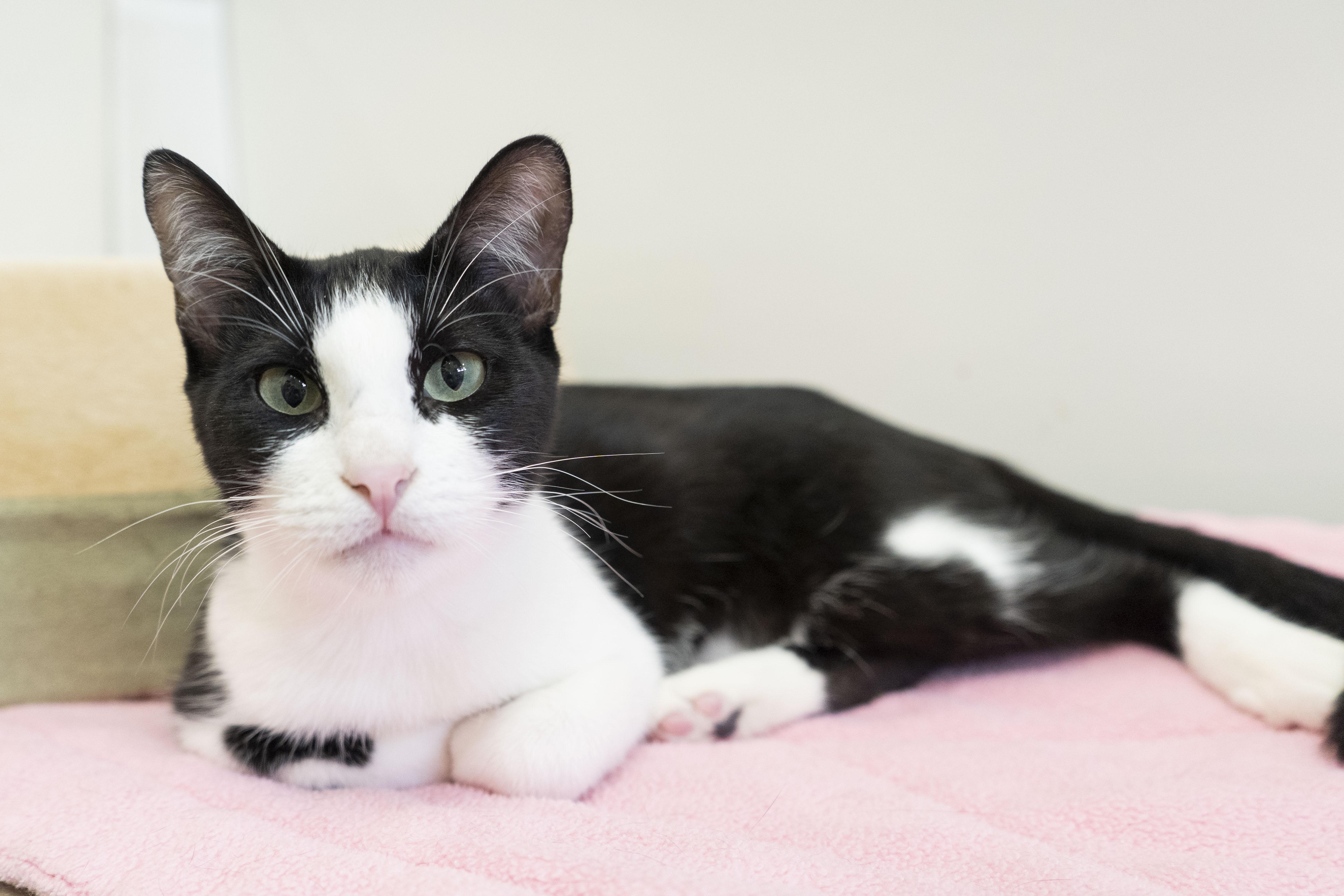 Enlarge Regina, a ADOPTABLE Domestic Short Hair in Boise, ID image 3/4