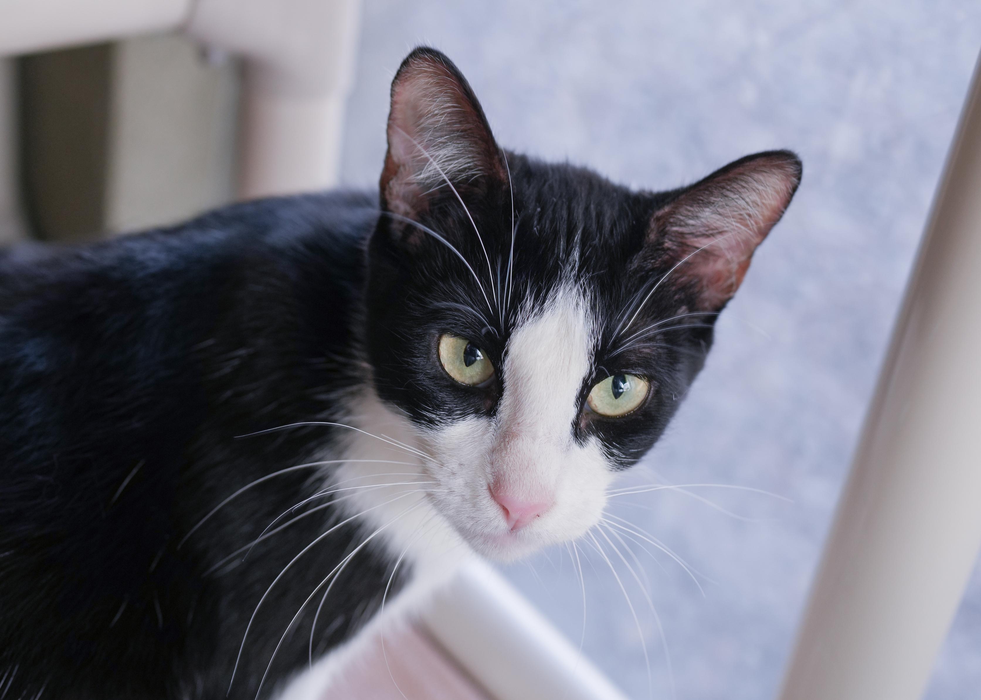 Enlarge Regina, a ADOPTABLE Domestic Short Hair in Boise, ID image 4/4
