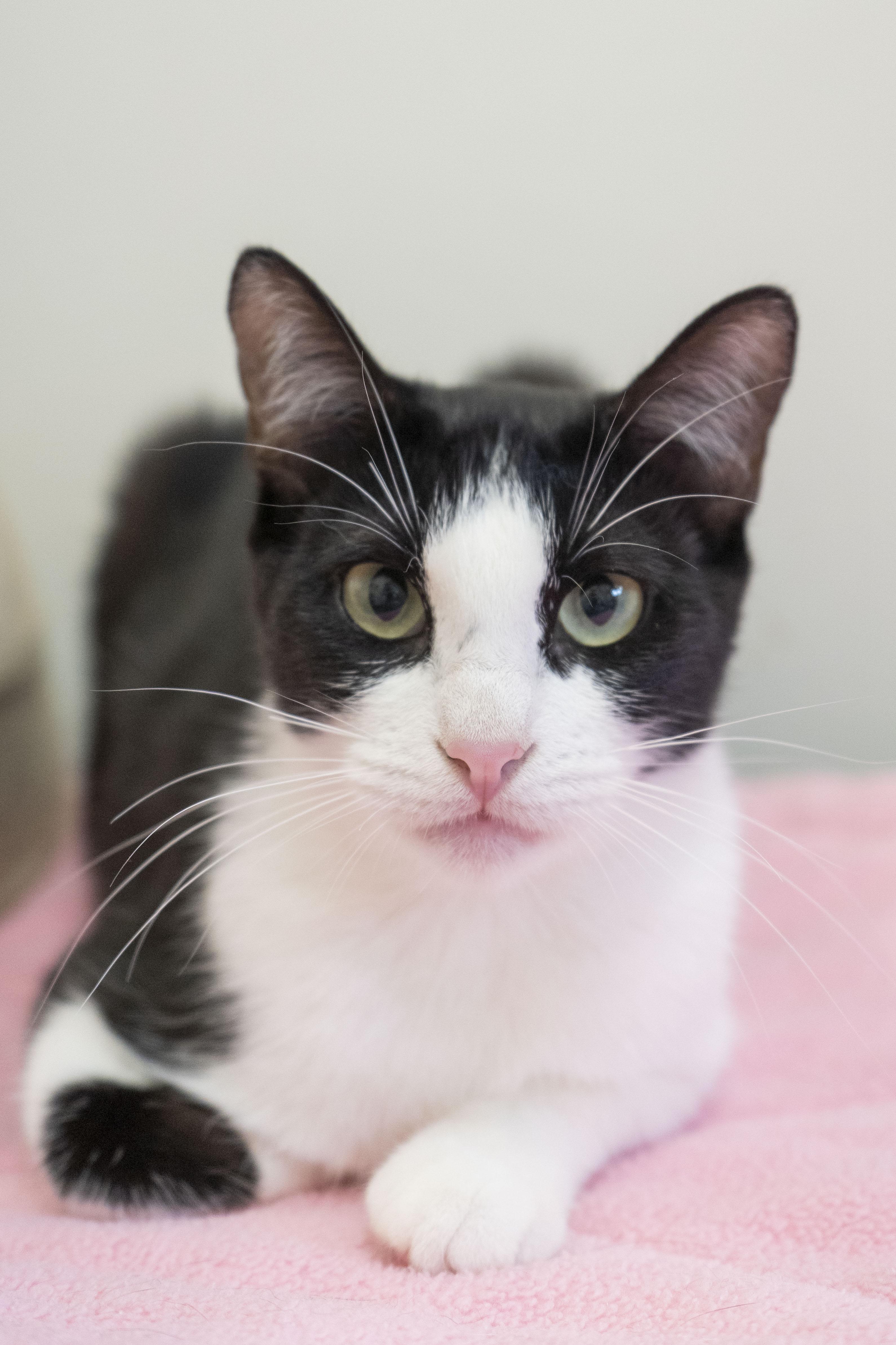 Regina, ADOPTABLE, Adult Female Domestic Short Hair.