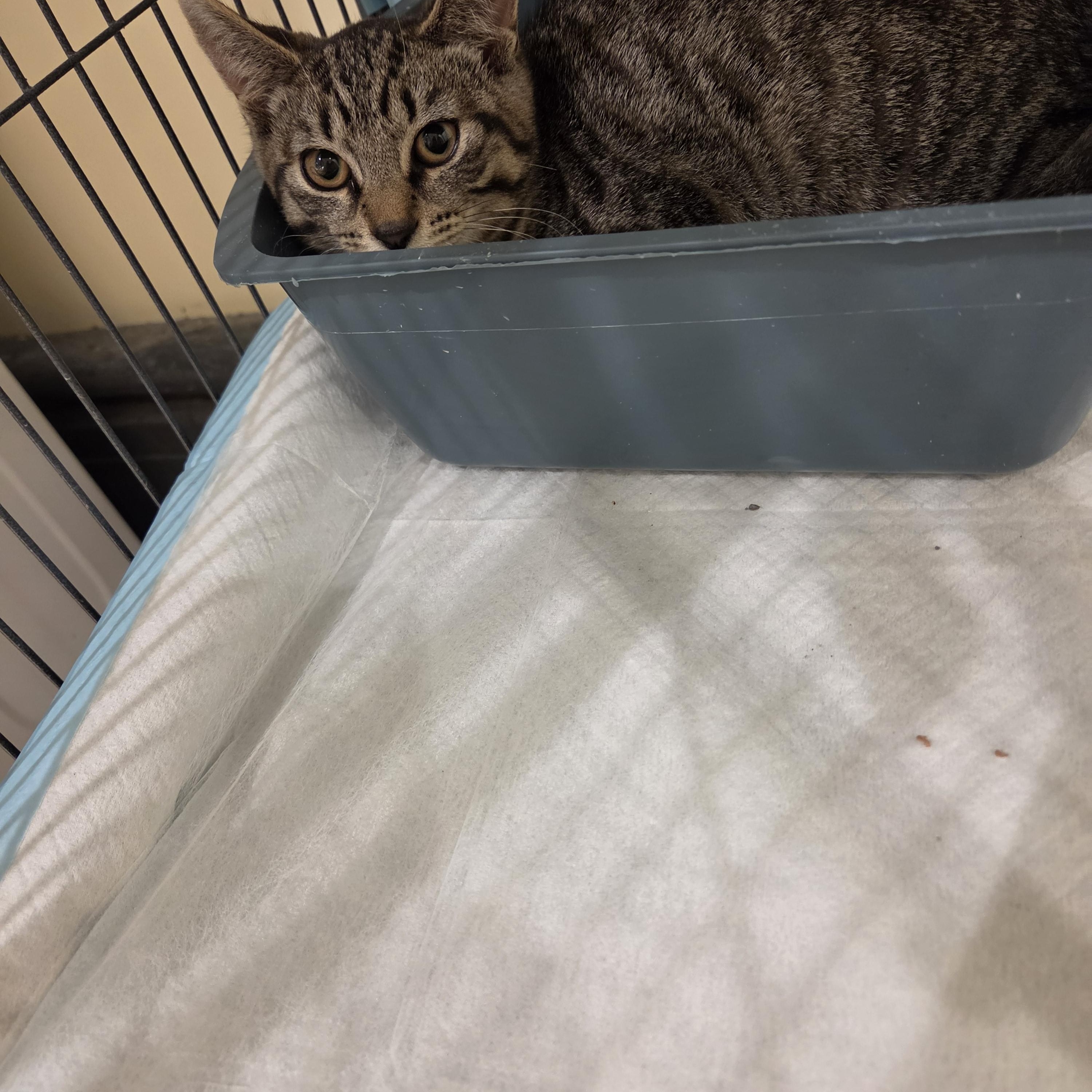 Simba, ADOPTABLE, Kitten Male American Shorthair.