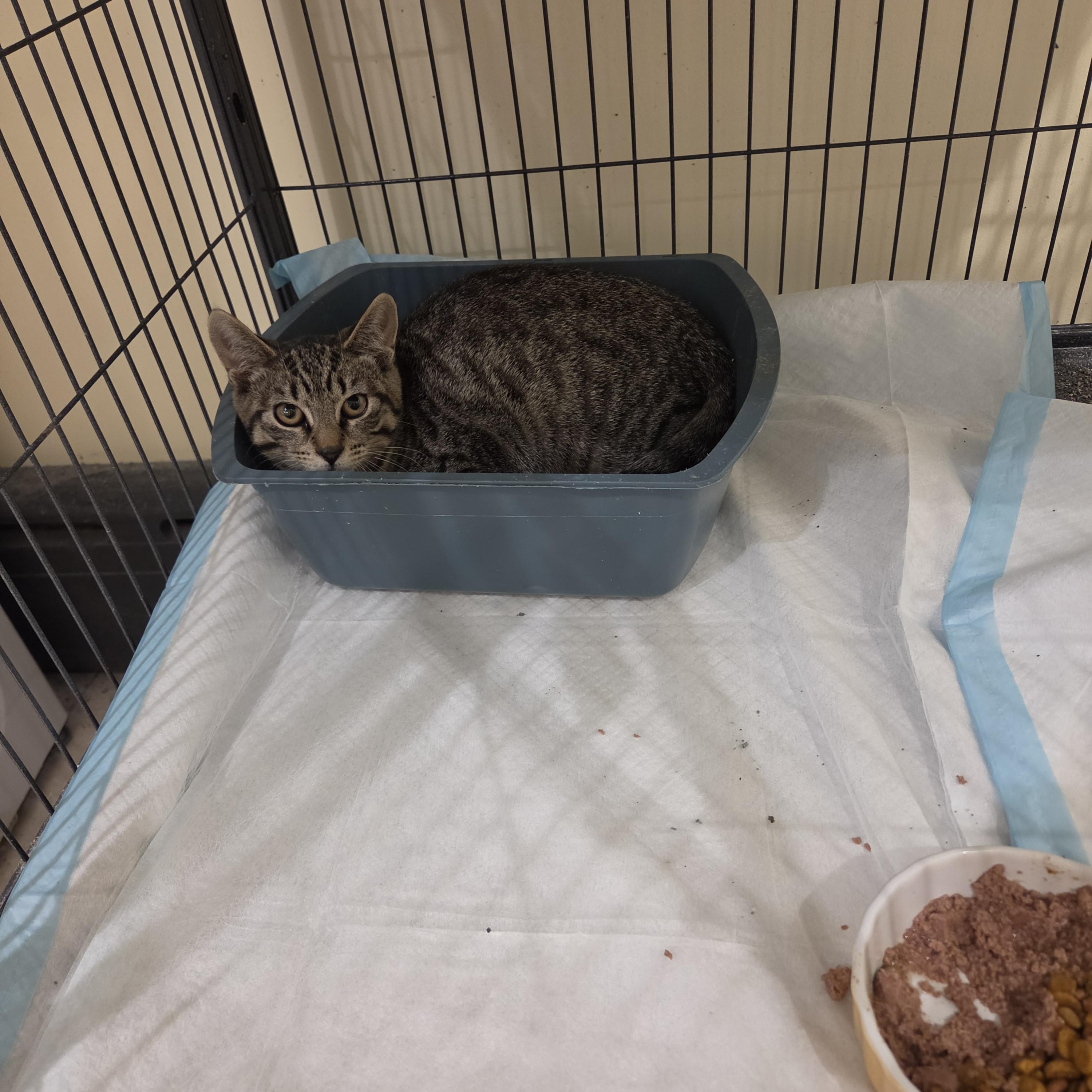 Enlarge Simba, a ADOPTABLE American Shorthair in Brooklyn, NY image 2/2