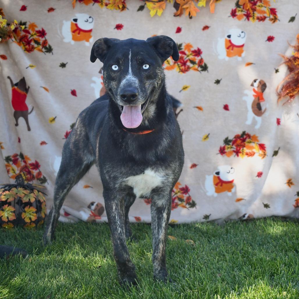 Frank aka Mr Sinatra, Adoptable, Adult Male Black Labrador Retriever & Shepherd.