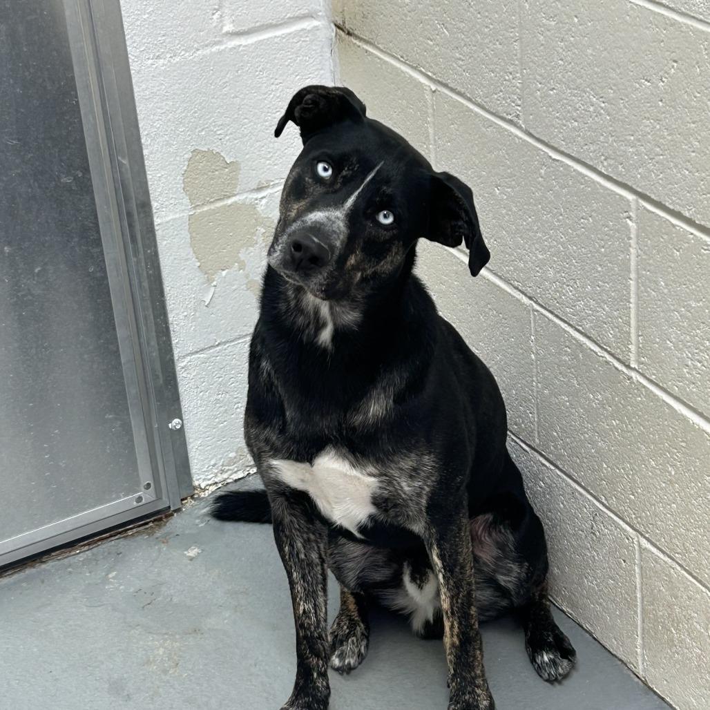 Frank aka Mr Sinatra, Adoptable, Adult Male Black Labrador Retriever & Shepherd.