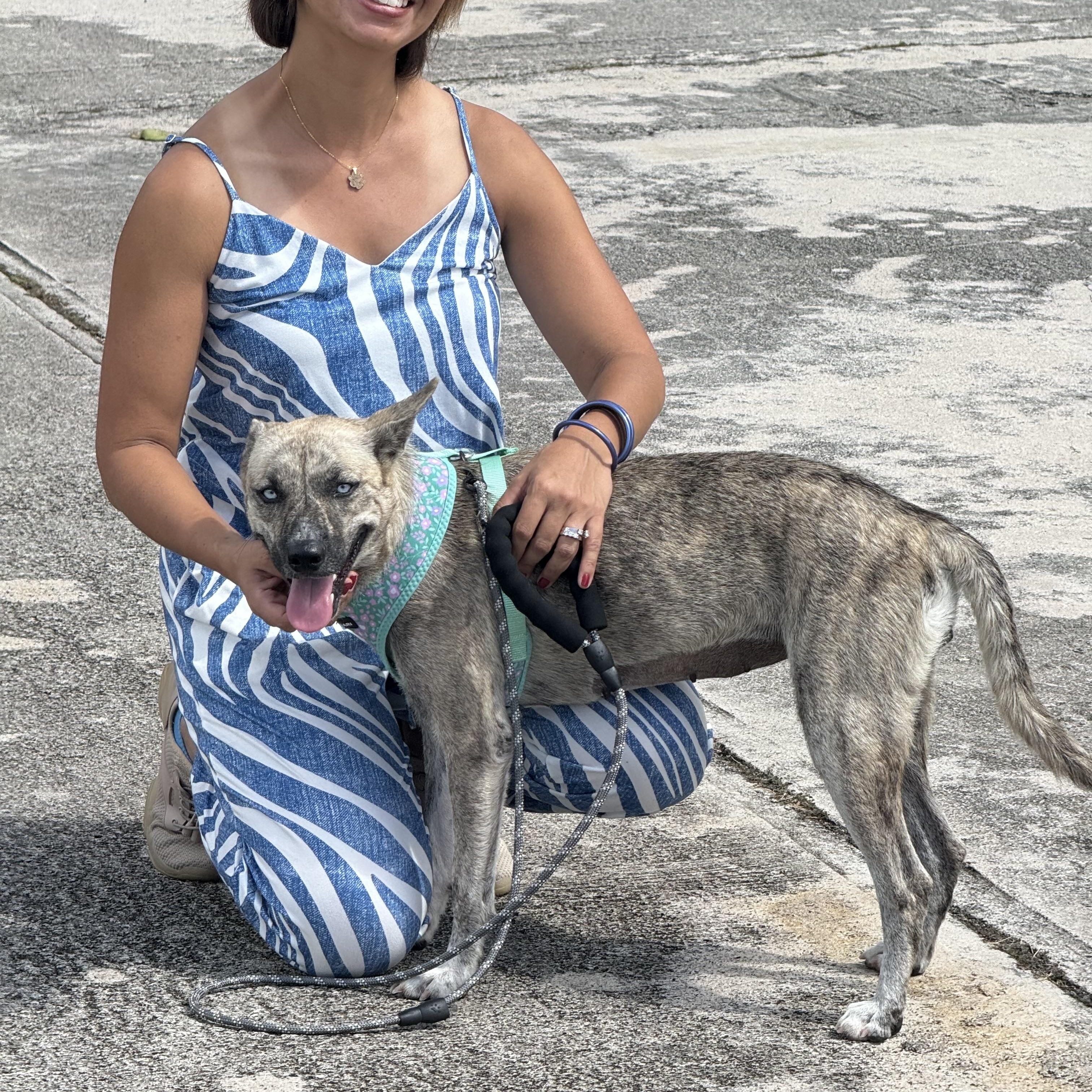 Enlarge Lupe, an adopted mixed breed in Asbury Park, NJ image 3/6