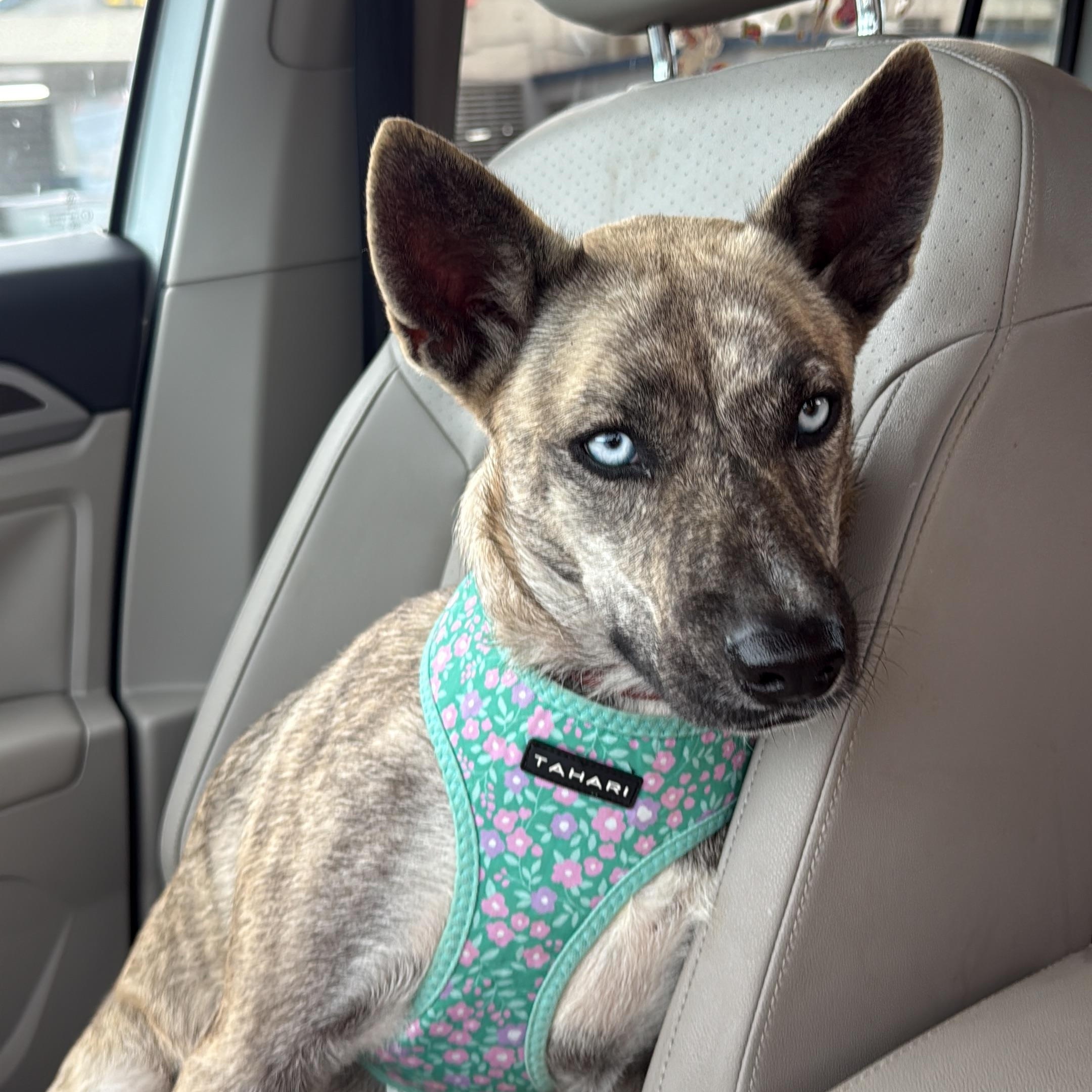 Enlarge Lupe, an adopted mixed breed in Asbury Park, NJ image 2/6