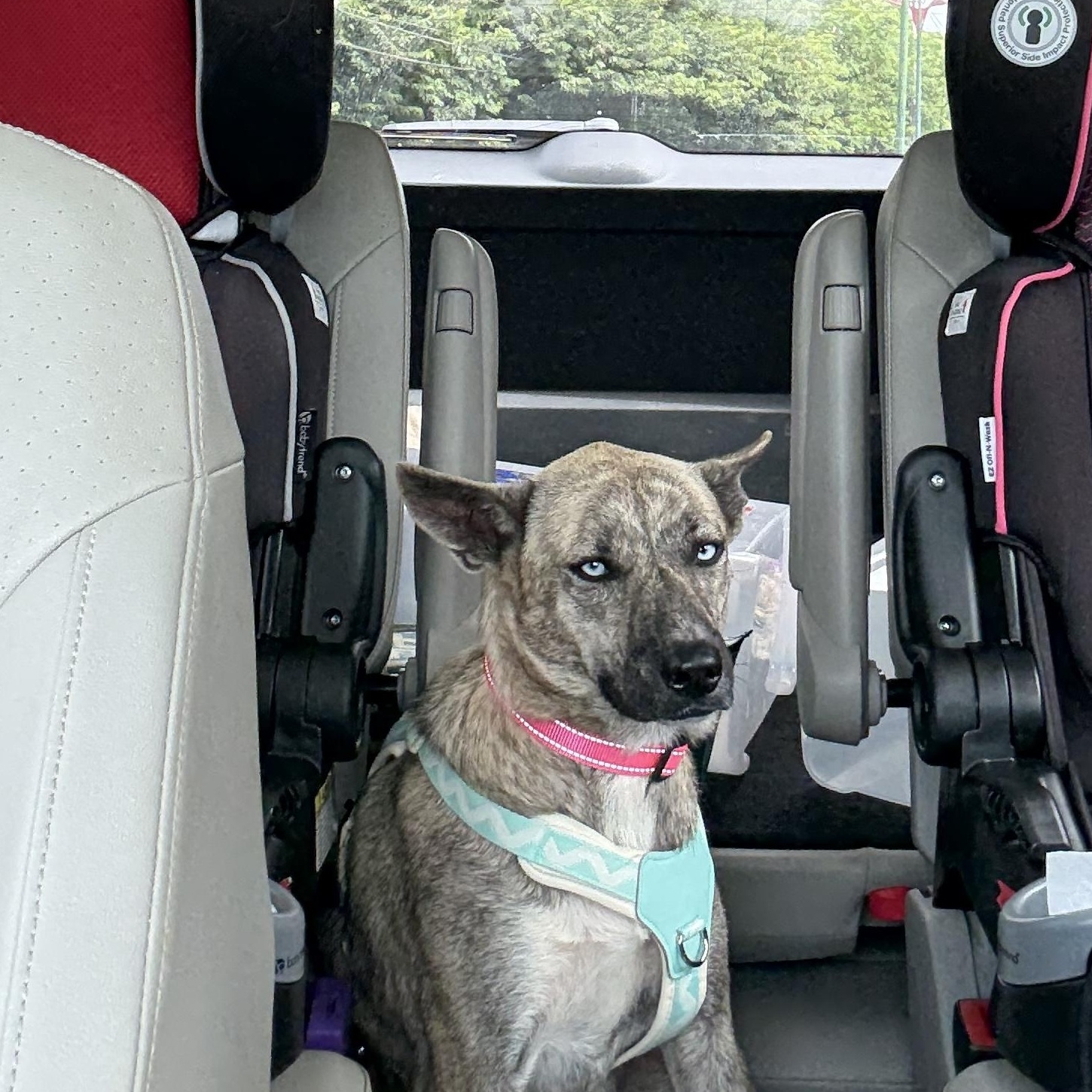 Lupe, Adoptable, Young Female Cattle Dog.