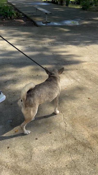 Enlarge Lupe, an adopted mixed breed in Asbury Park, NJ video 4/6