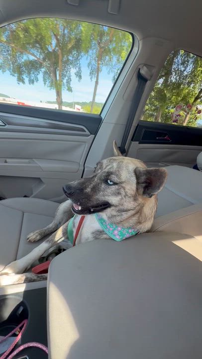 Enlarge Lupe, an adopted mixed breed in Asbury Park, NJ video 6/6