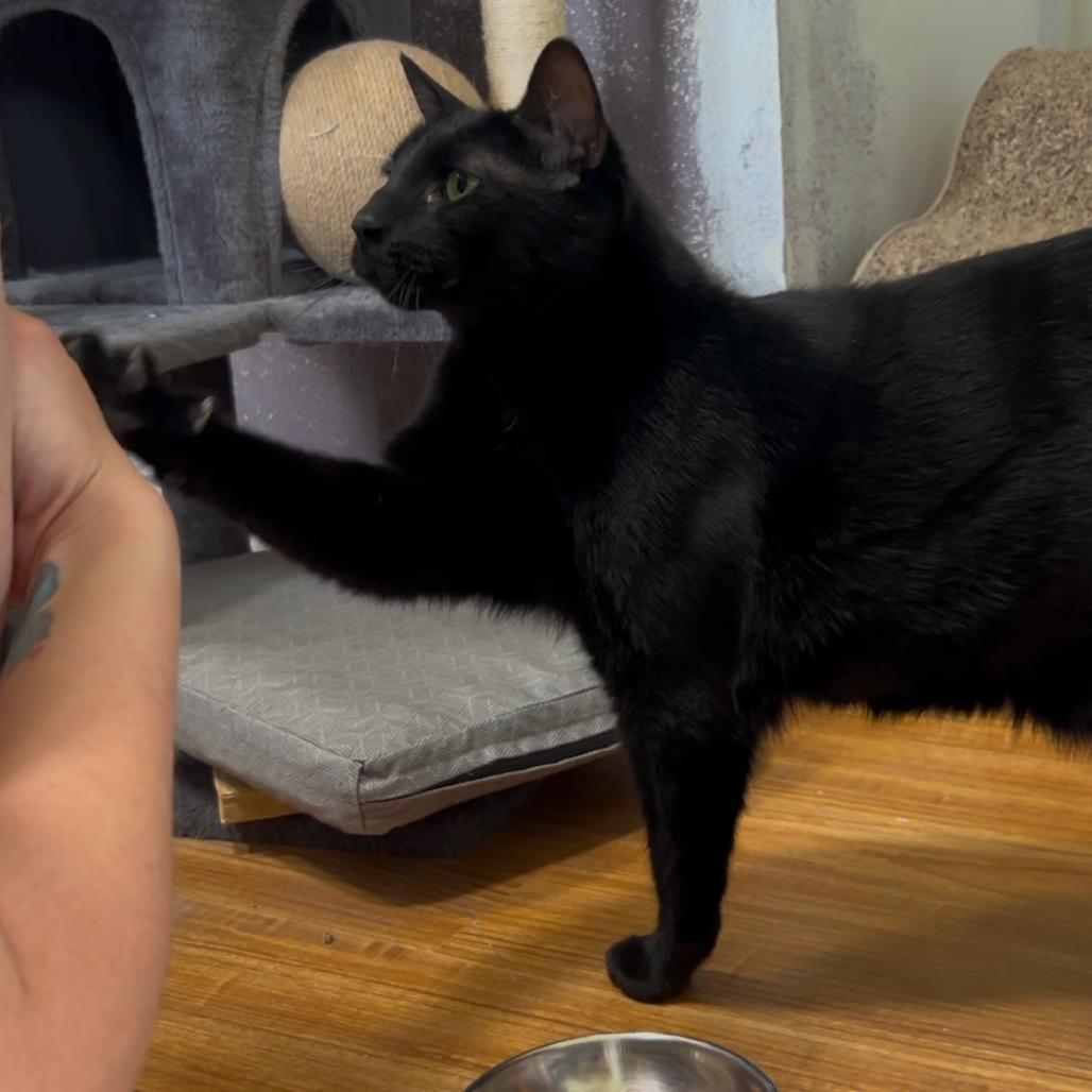Enlarge Morty the Mort Mort, a Adoptable Domestic Short Hair in Grand Junction, CO image 1/4