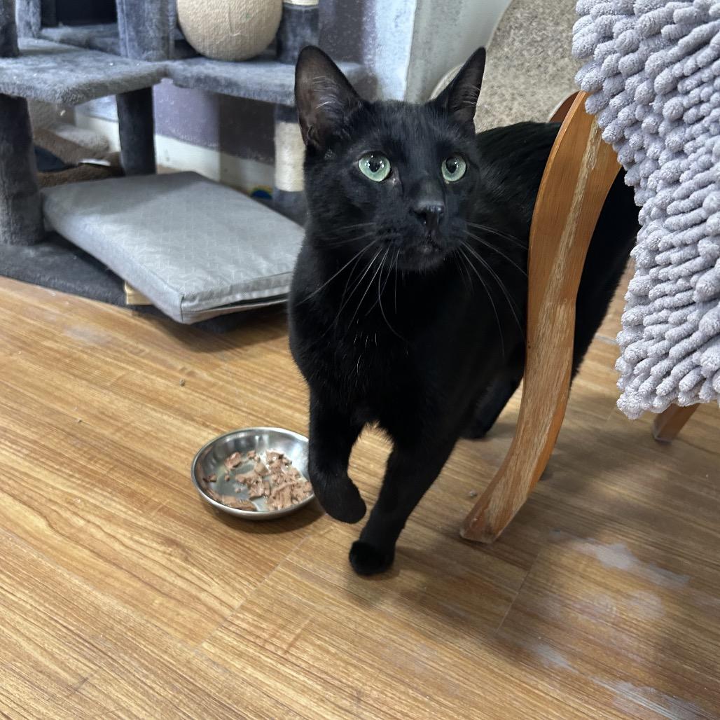 Enlarge Morty the Mort Mort, a Adoptable Domestic Short Hair in Grand Junction, CO image 2/4