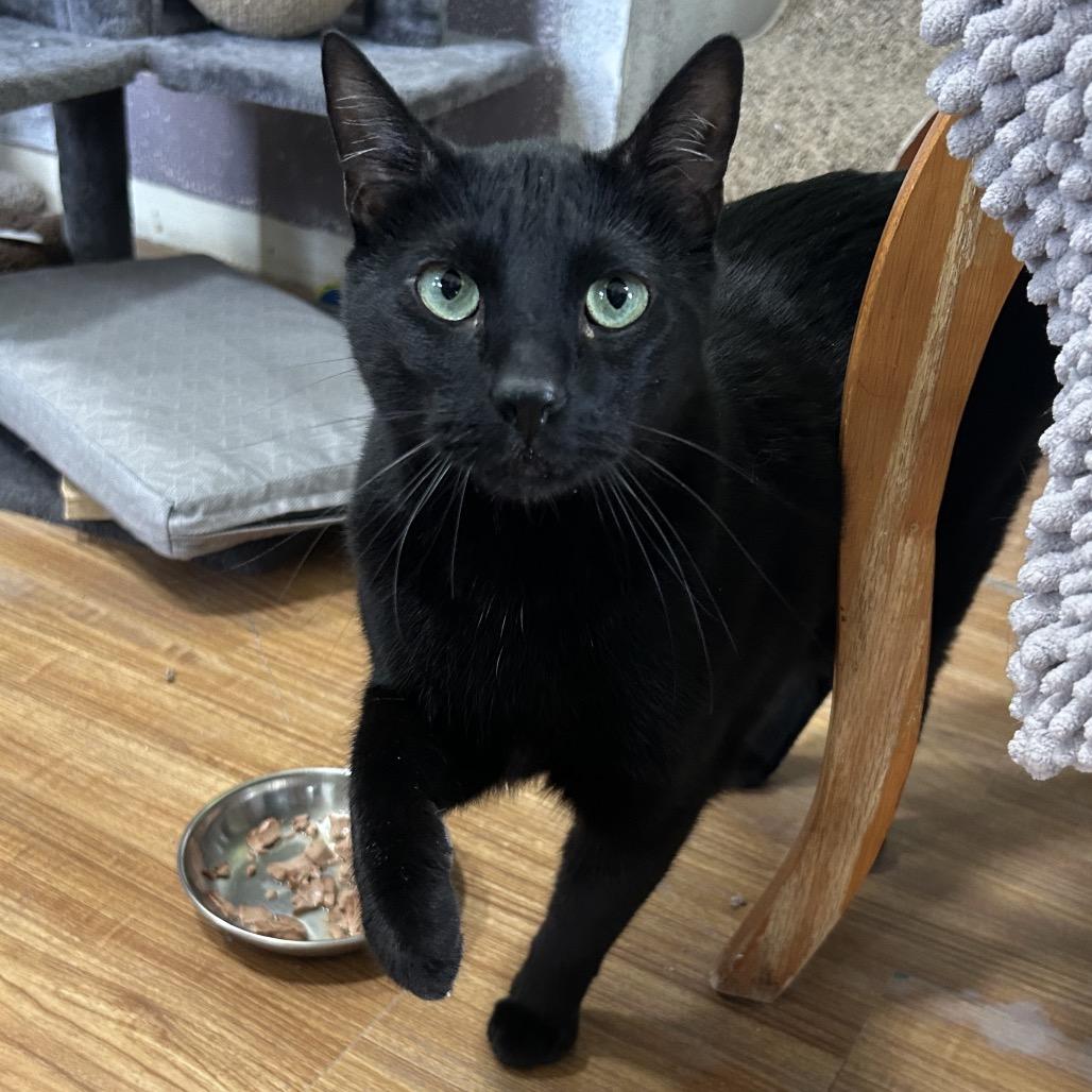Enlarge Morty the Mort Mort, a Adoptable Domestic Short Hair in Grand Junction, CO image 3/4
