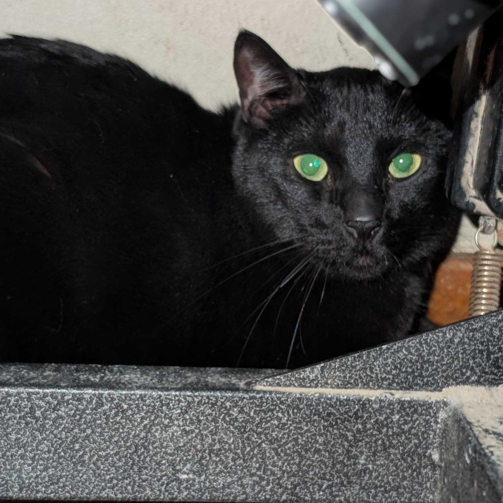 Morty the Mort Mort, Adoptable, Adult Male Domestic Short Hair.