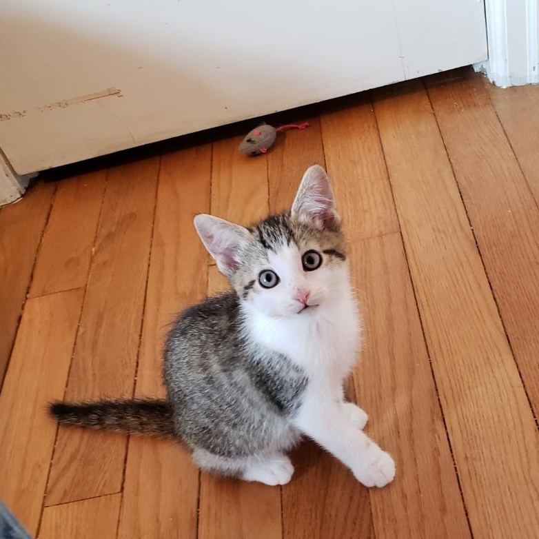 Sassy, adopted, Young Female American Shorthair.