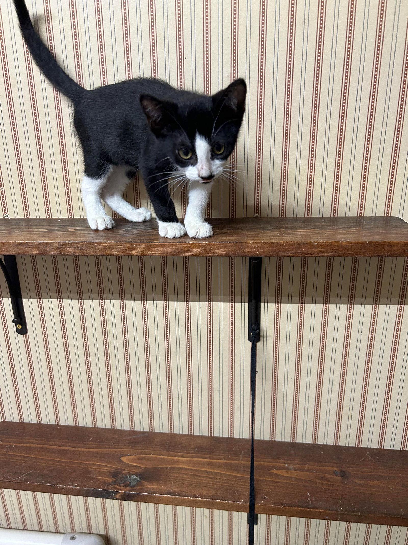 Charlie, Adopted, Kitten Male Tuxedo & American Shorthair.