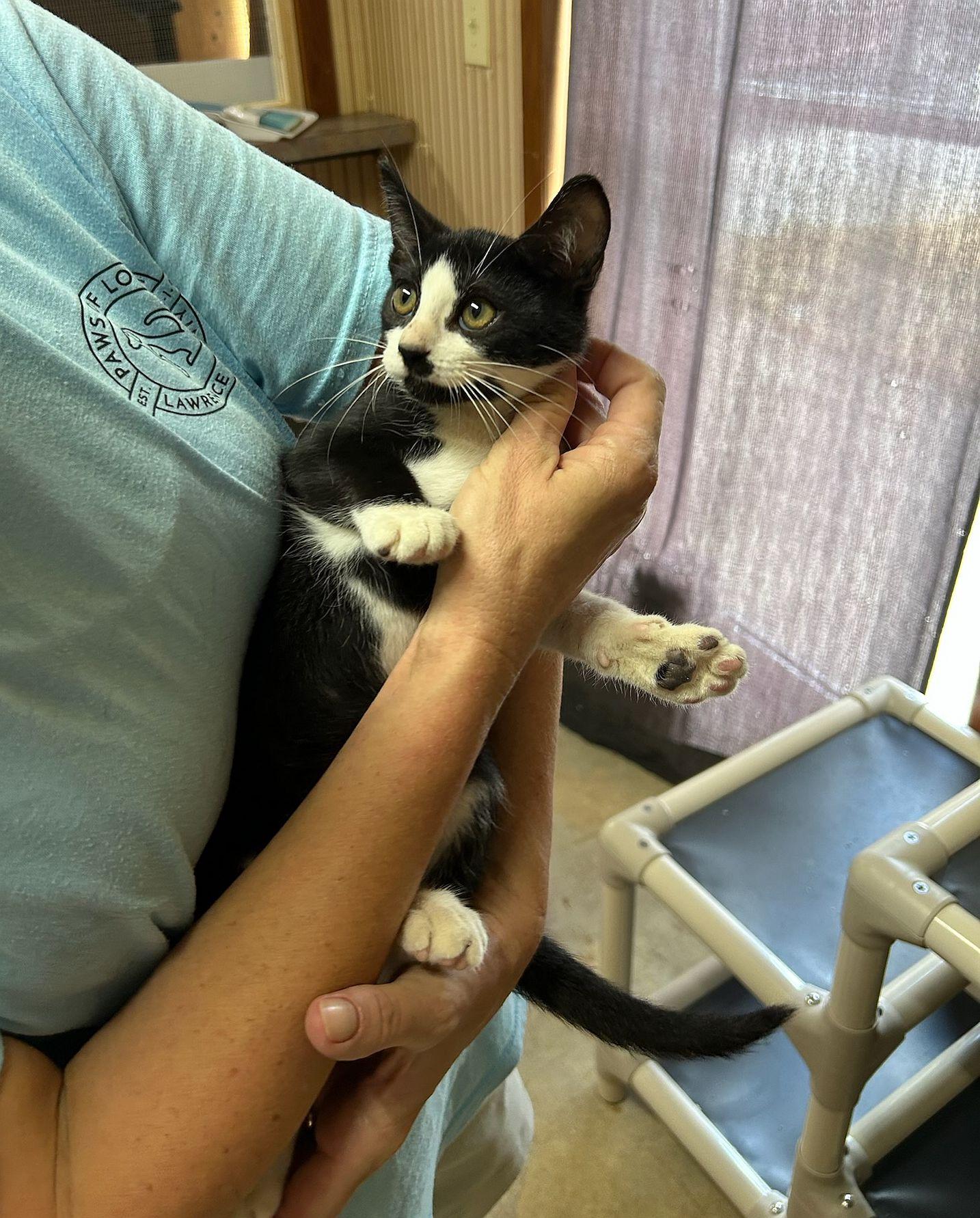 Enlarge Charlie, a Adopted mixed breed in Monticello, MS image 2/3