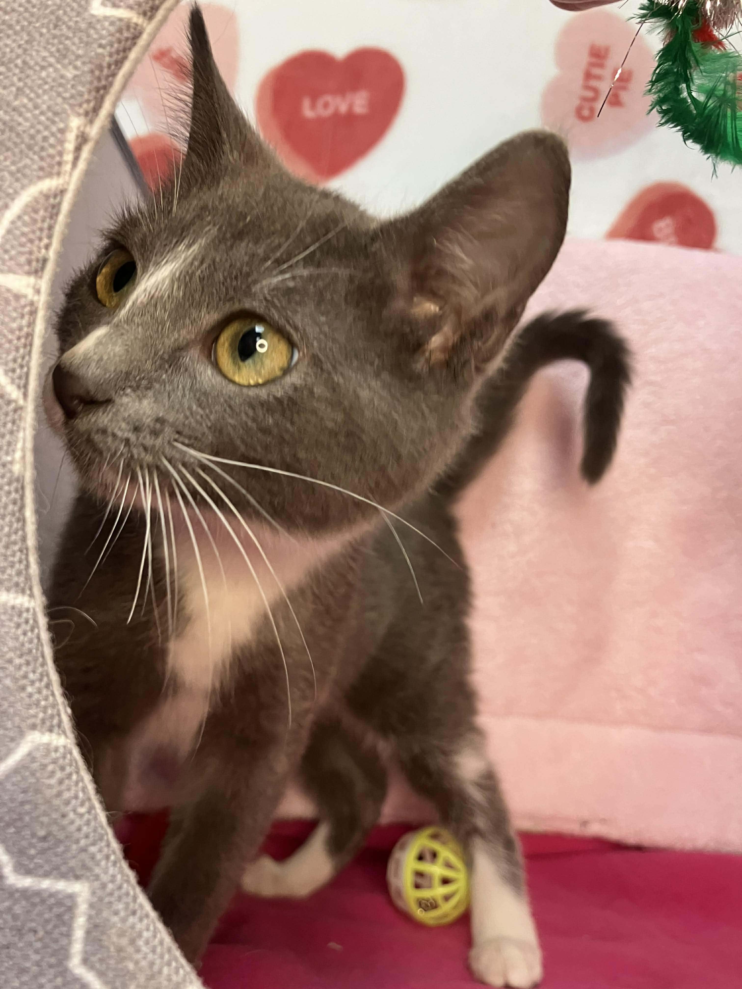 Enlarge Elsa - sweet and affectionate, a Adoptable Domestic Short Hair in Muskego, WI image 3/3