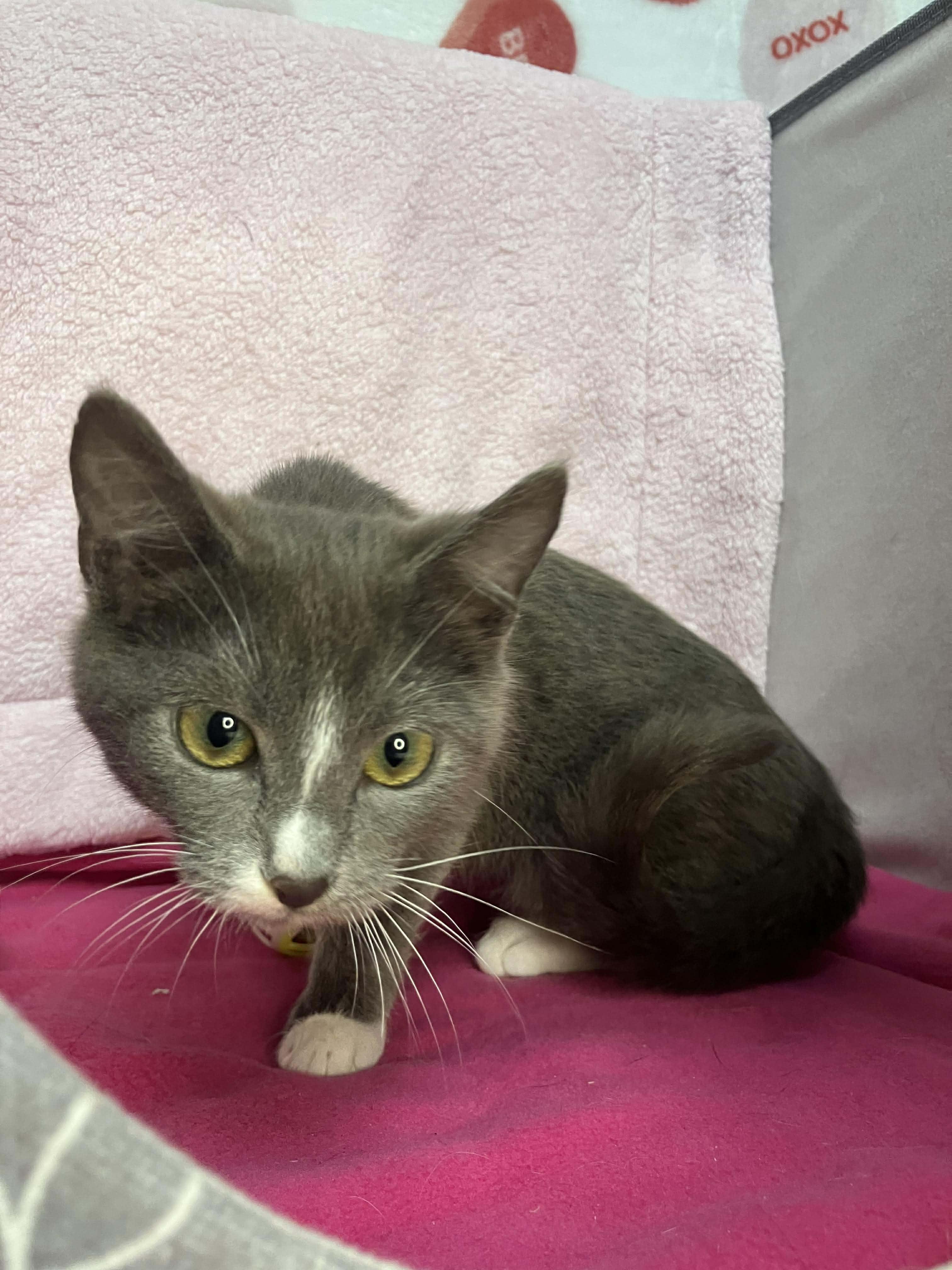 Enlarge Elsa - sweet and affectionate, a Adoptable Domestic Short Hair in Muskego, WI image 2/3