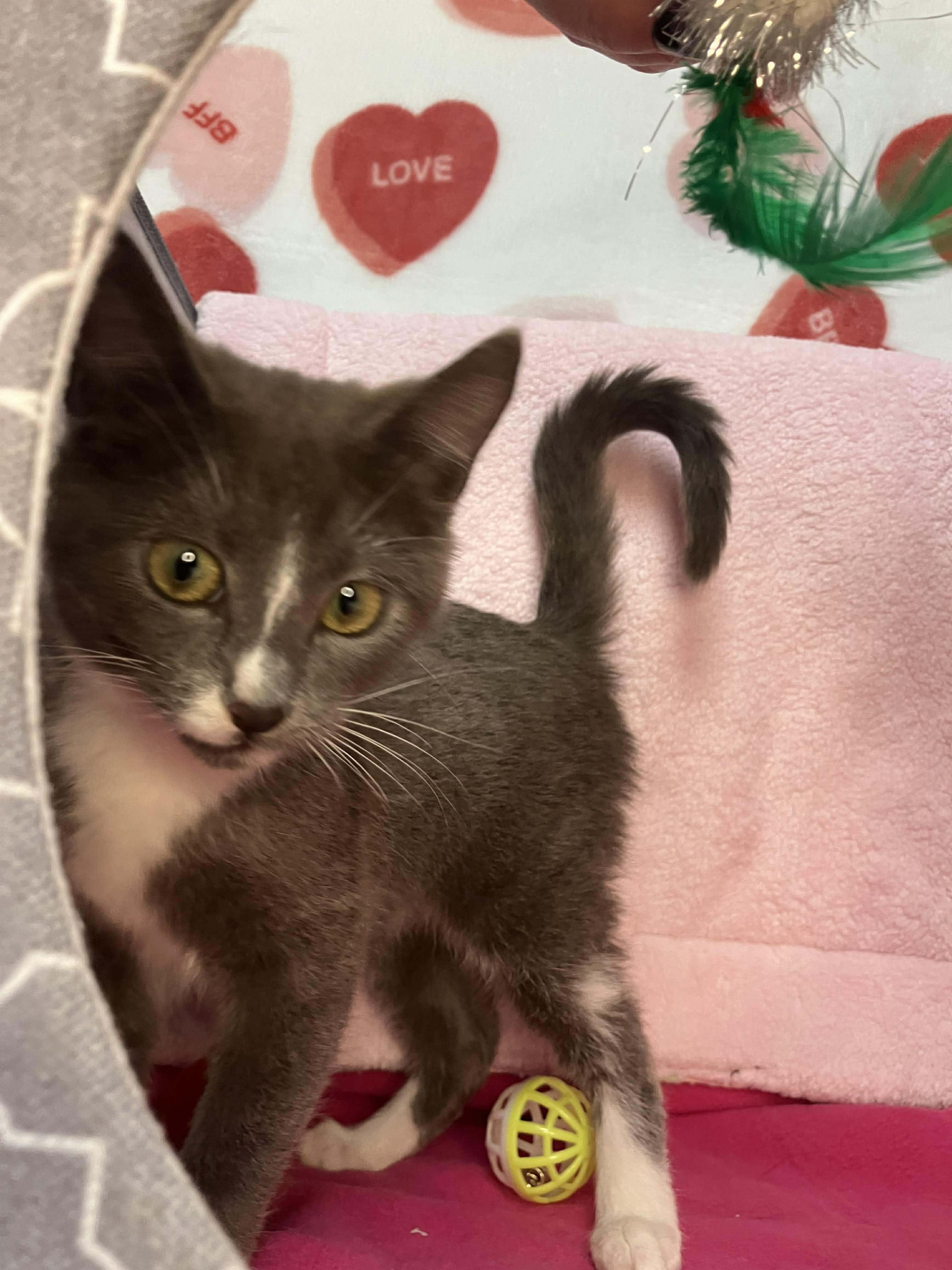 Elsa - sweet and affectionate, Adoptable, Kitten Female Domestic Short Hair.