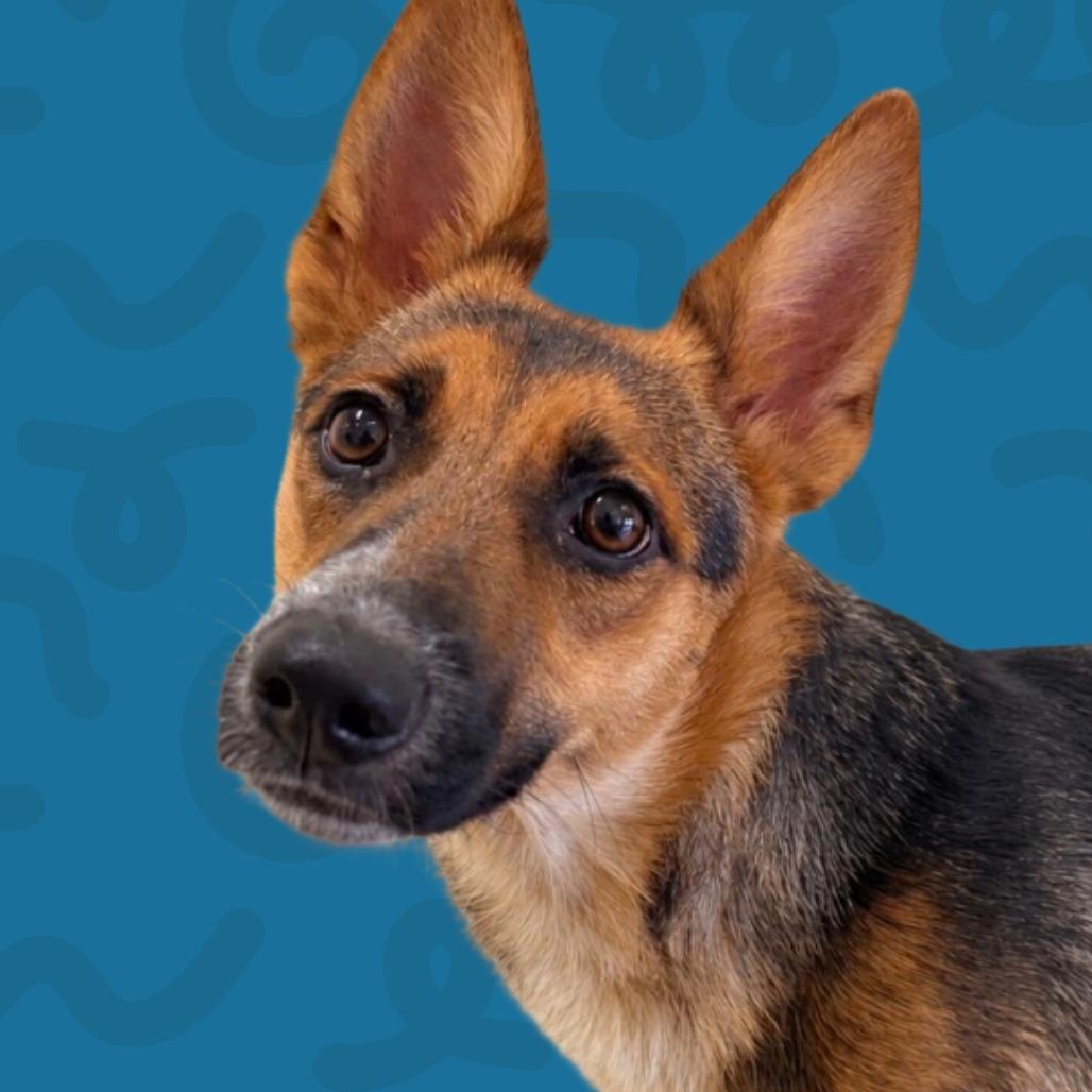 Lilly, Adoptable, Young Female German Shepherd Dog & Australian Cattle Dog / Blue Heeler.