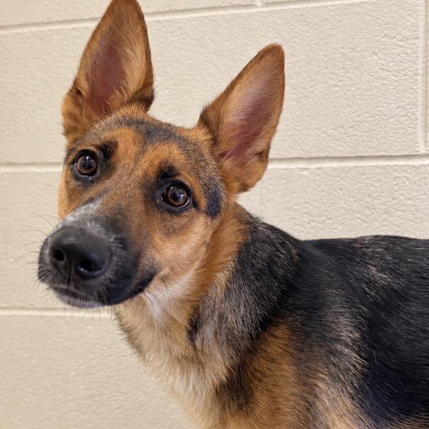 Enlarge Lilly, a Adoptable mixed breed in Reno, NV image 2/2